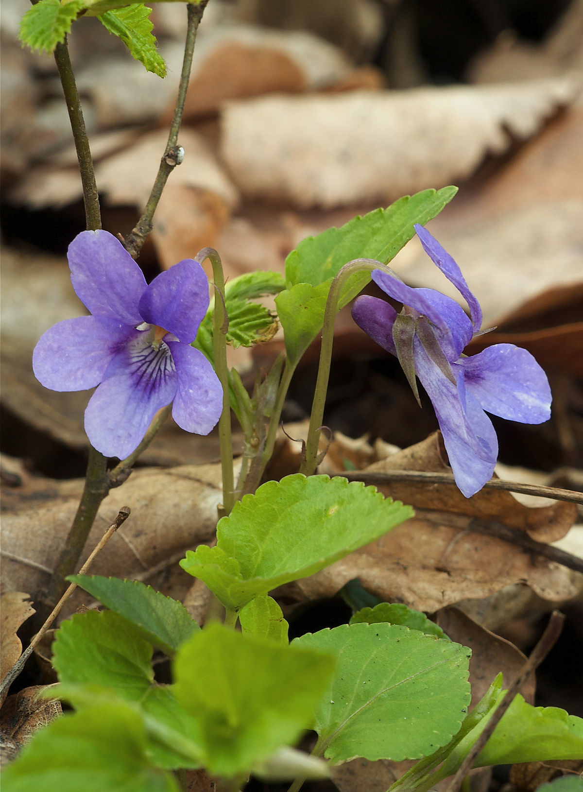 Viola (plant) - Wikipedia