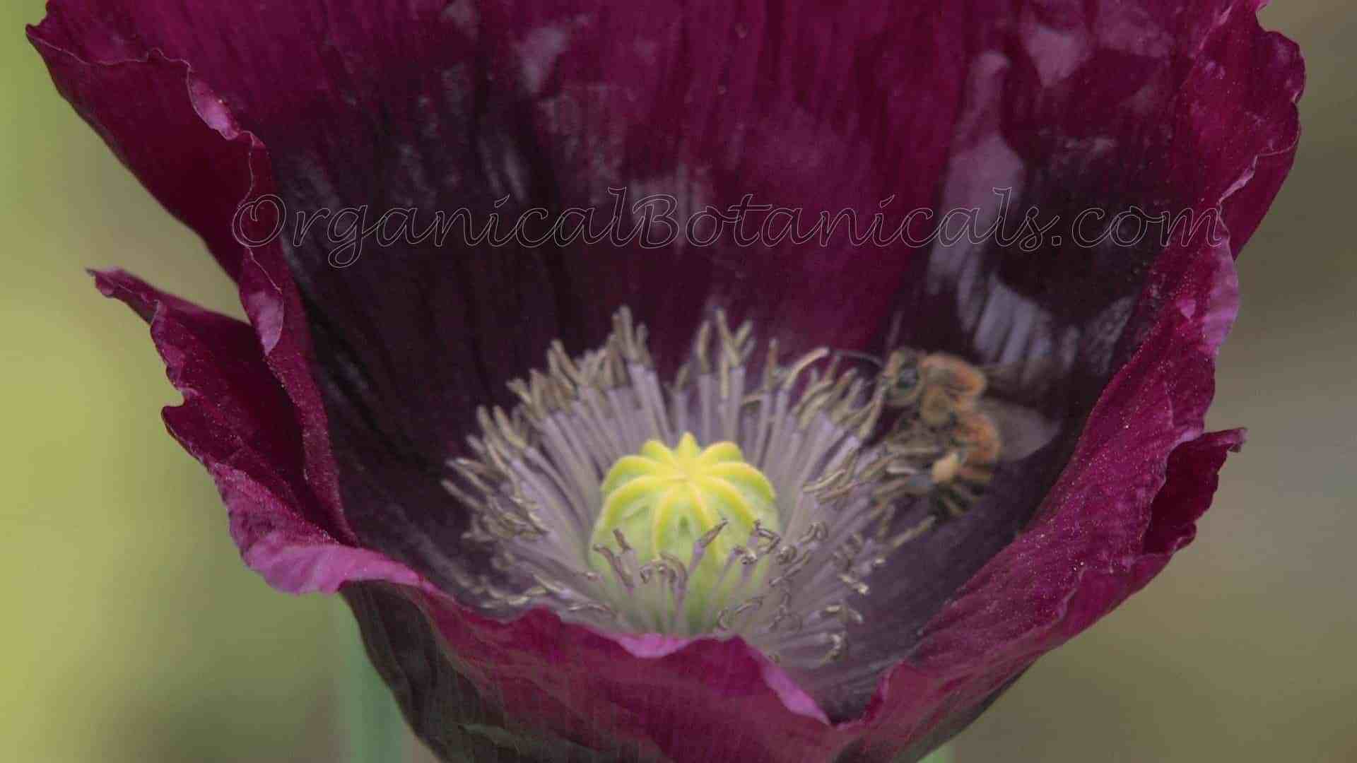 Laurens Grape Single Black somniferum Poppy Seeds – Organical Botanicals