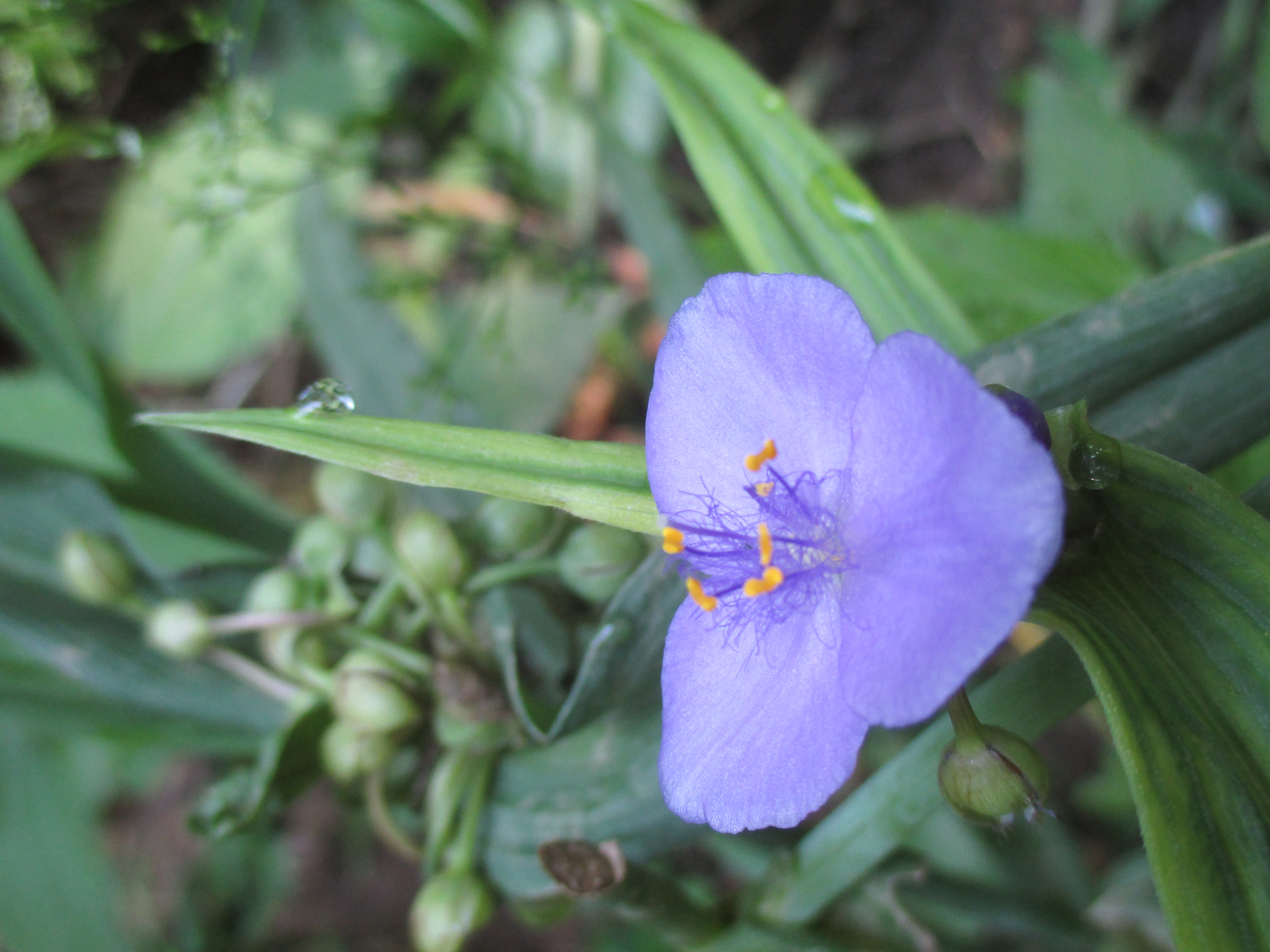 purple flower | fbmn14