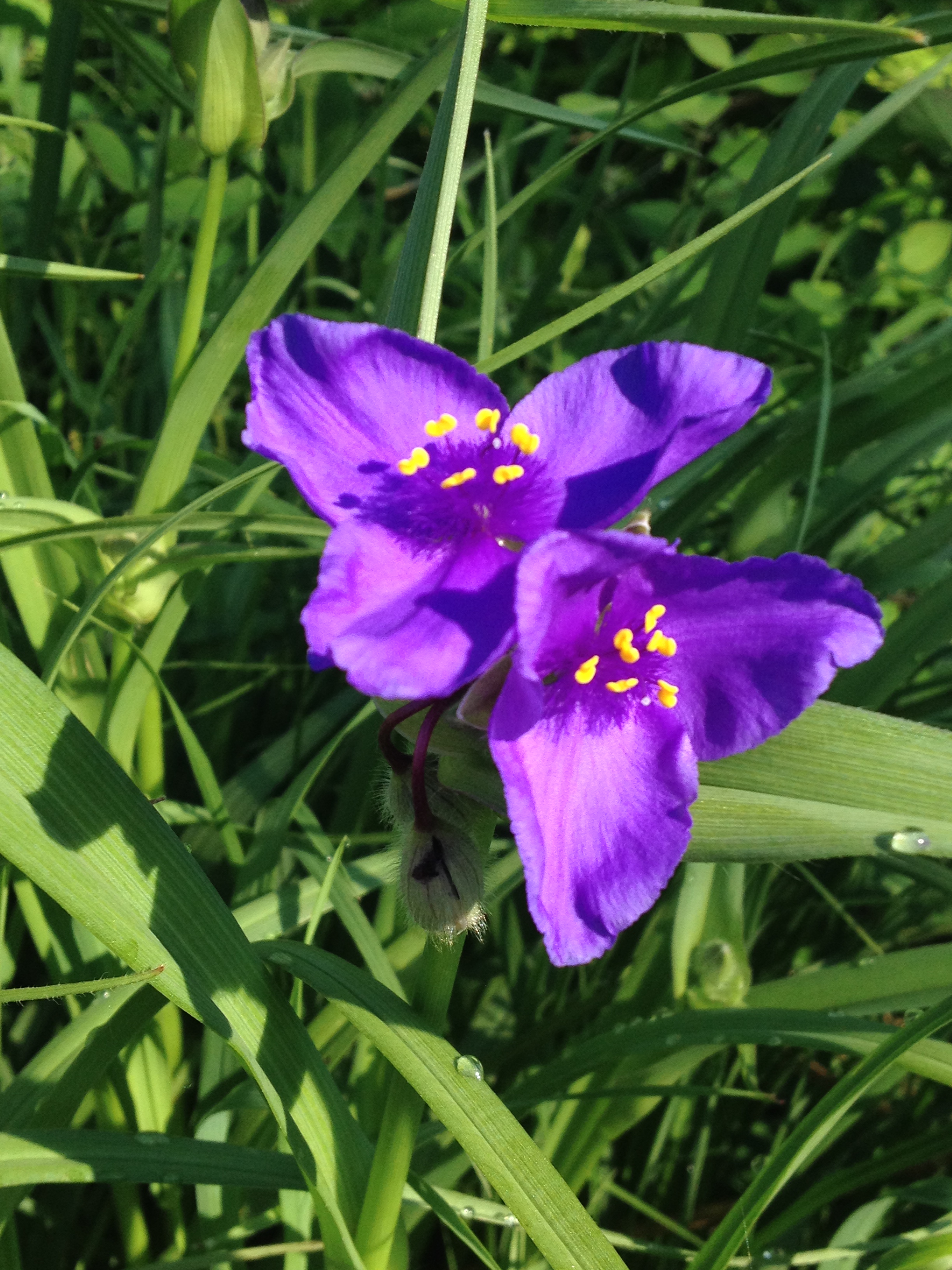 Identify: Spring Wildflowers