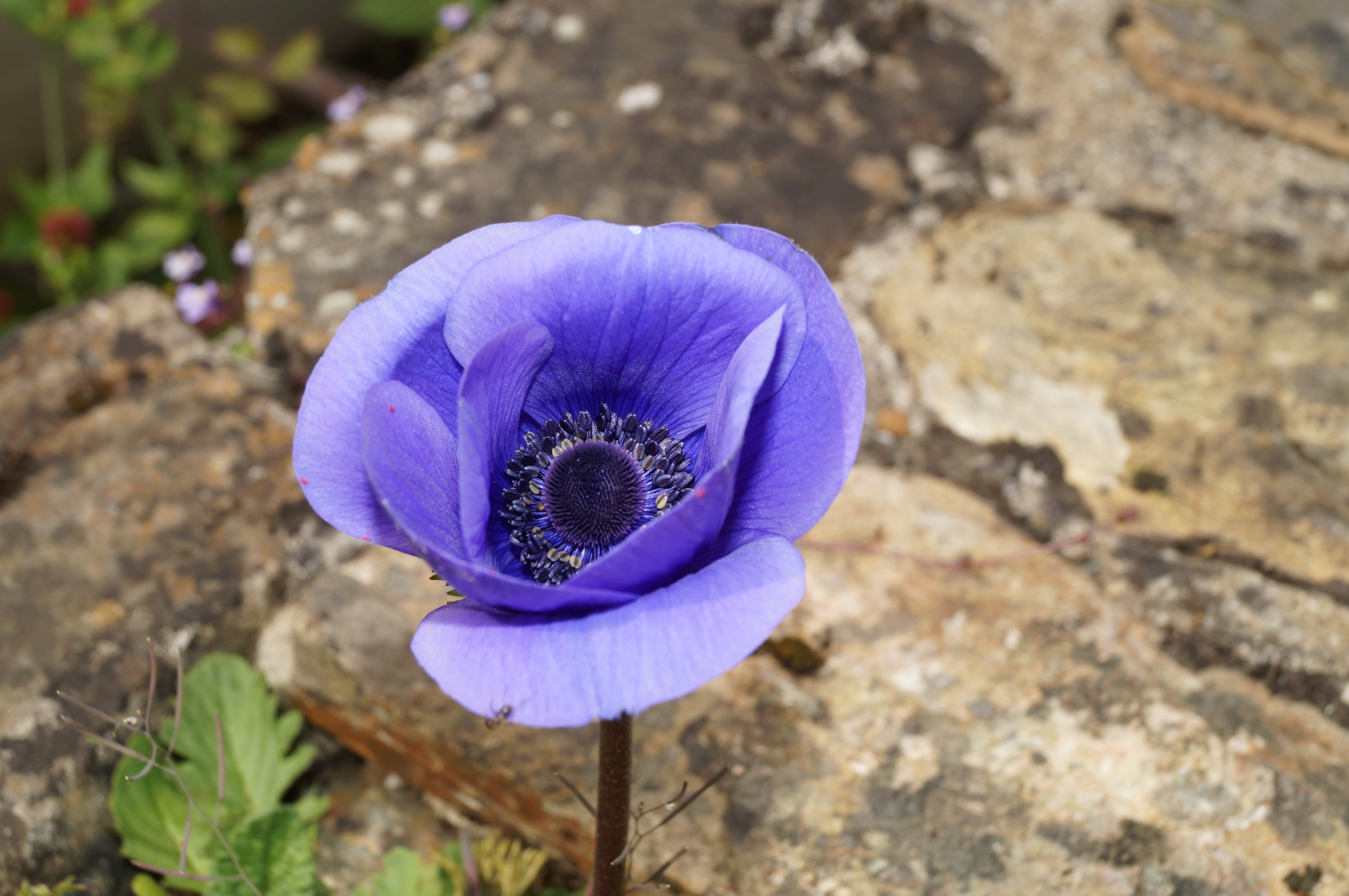 purple poppy flower free image | Peakpx