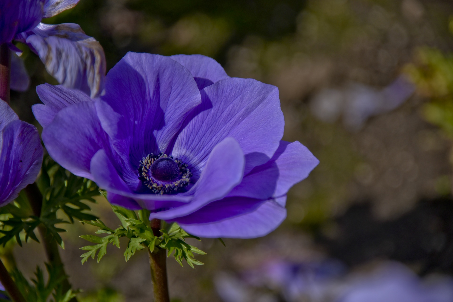 Large Purple Flower Free Stock Photo - Public Domain Pictures