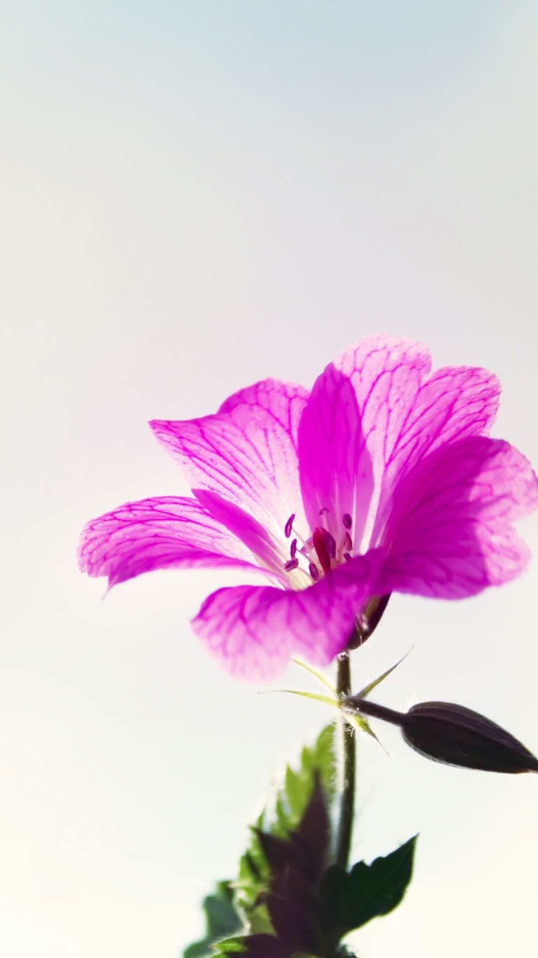 Little Purple Flower Macro #iPhone #7 #wallpaper | iPhone 8 ...