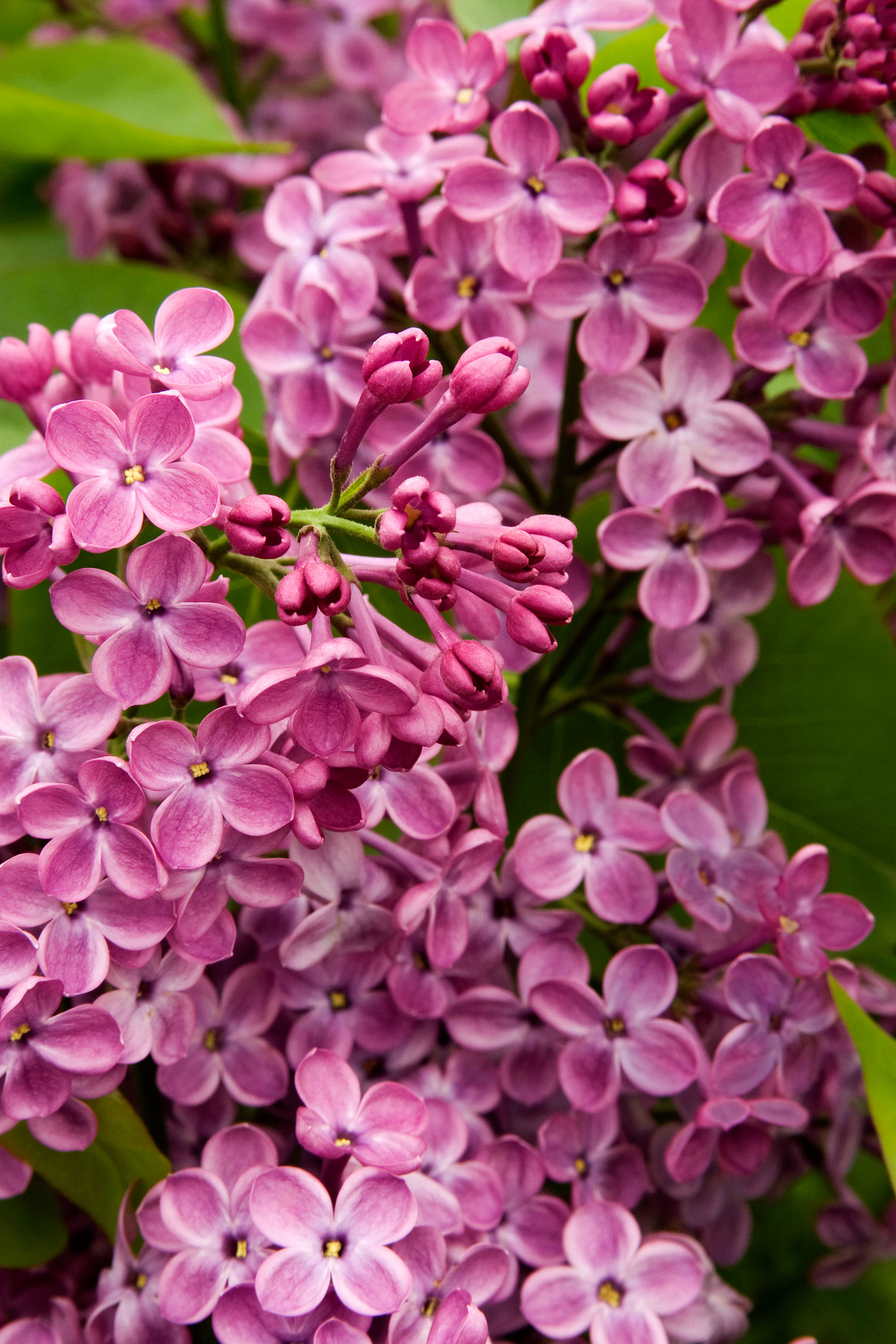 16 Favorite Fragrant Blossoms - Sunset Magazine