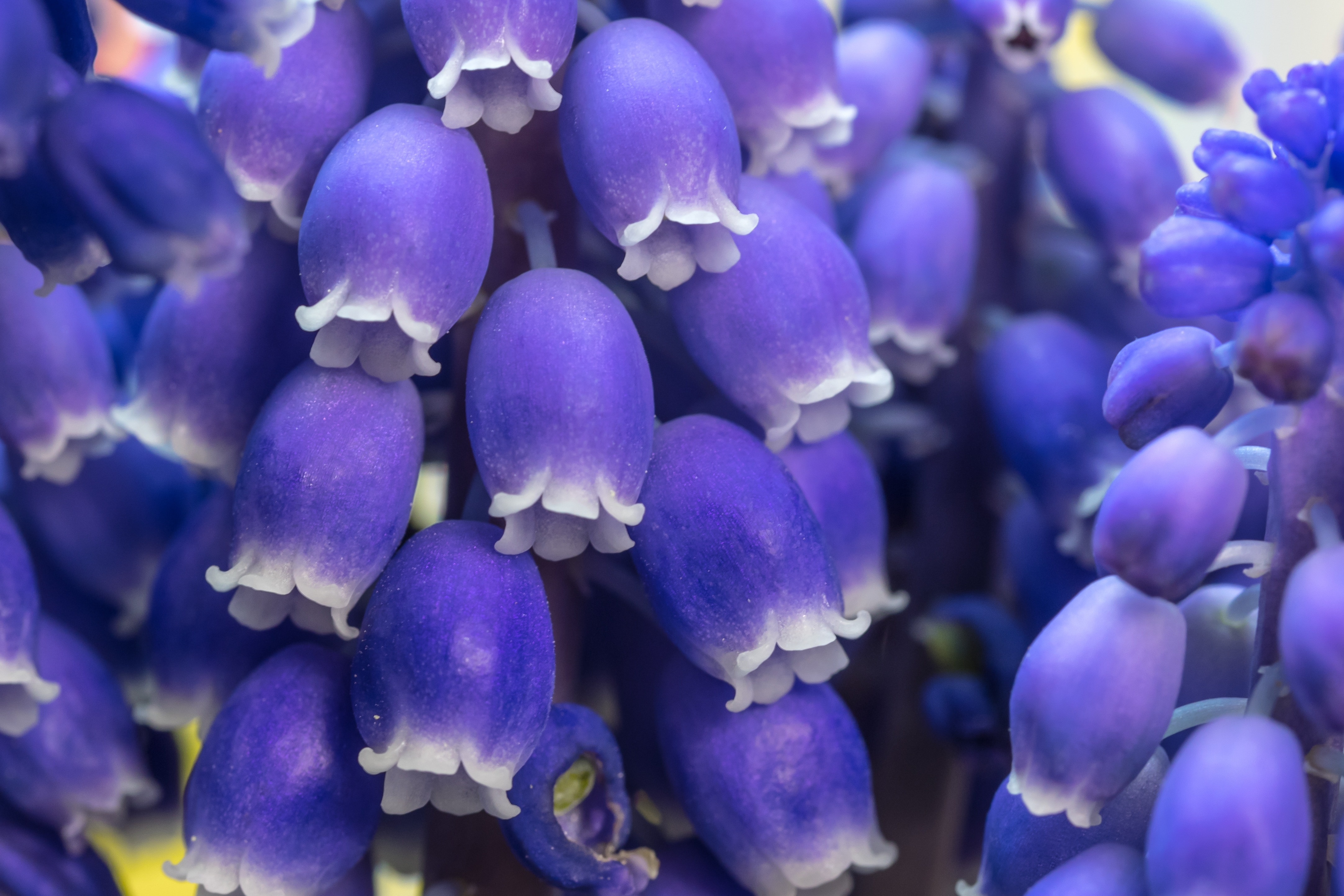 Muscari, Grape Hyacinth, Bloom, Blossom, purple, blue free image ...