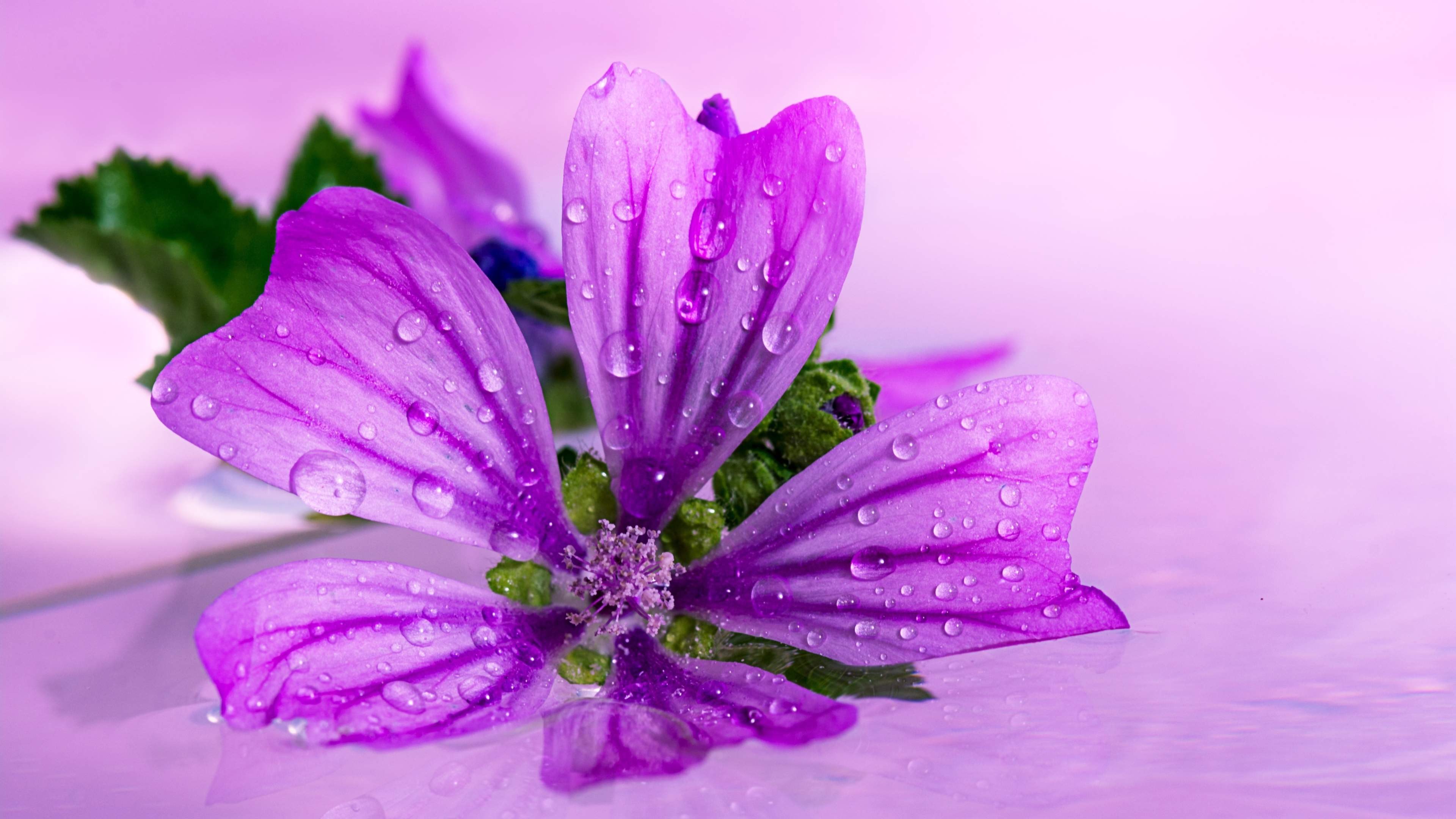 japanese anemone purple flower 4k ultra hd wallpaper | ololoshenka ...