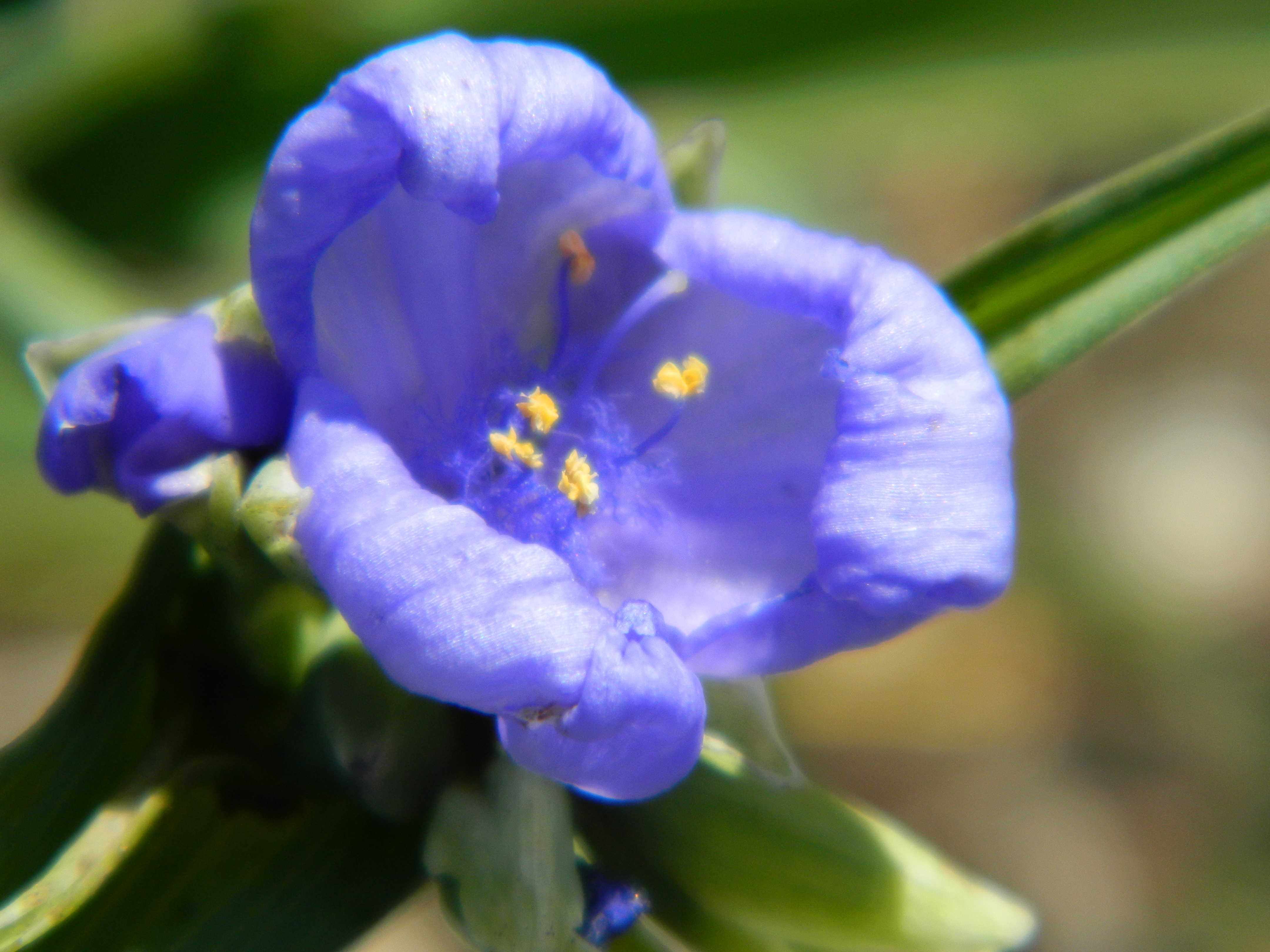 Ohio Spiderwort | Prairie Piece: living in harmony with nature