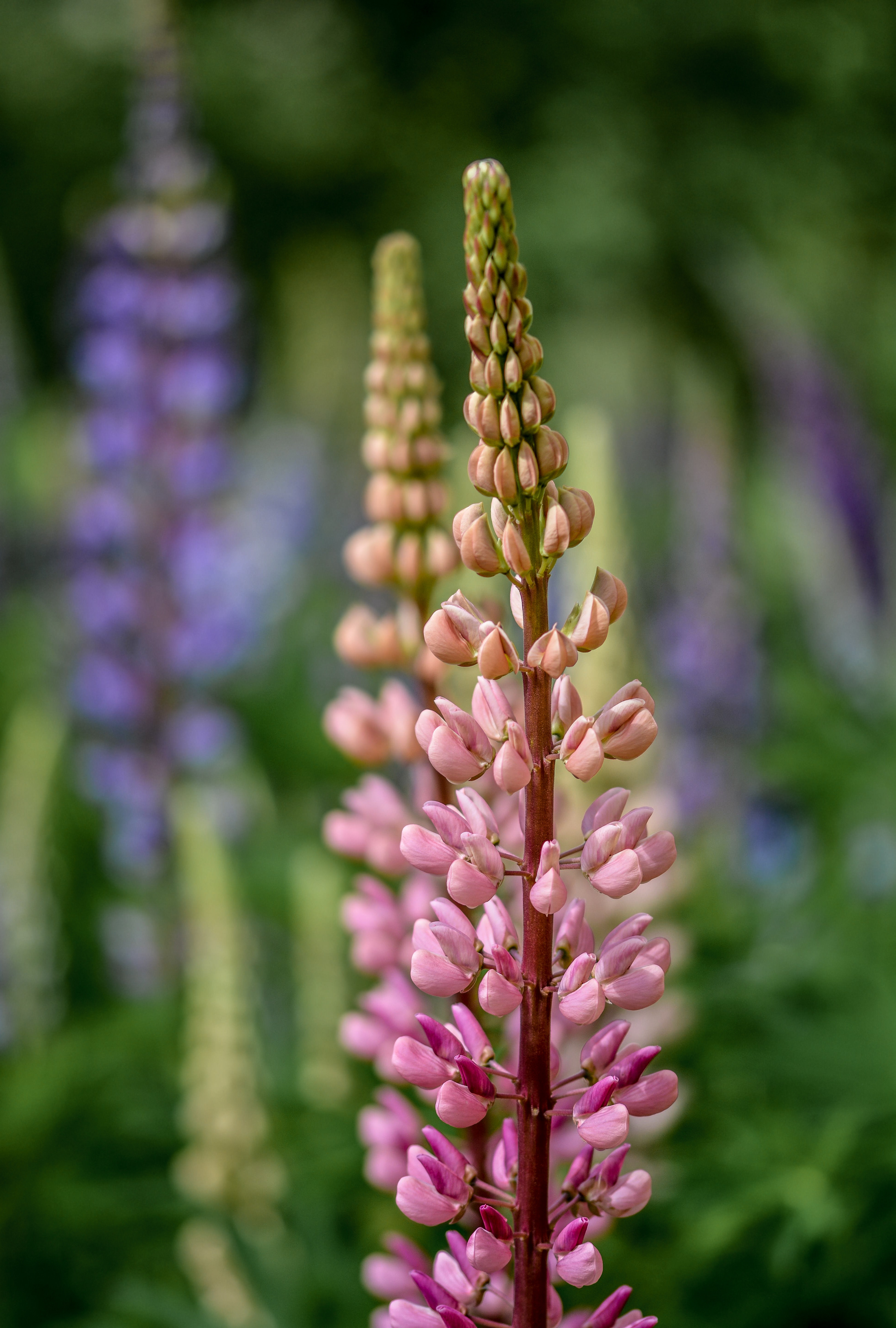 Purple Petaled Flower, Gardening, Wild, Summer, Season, HQ Photo