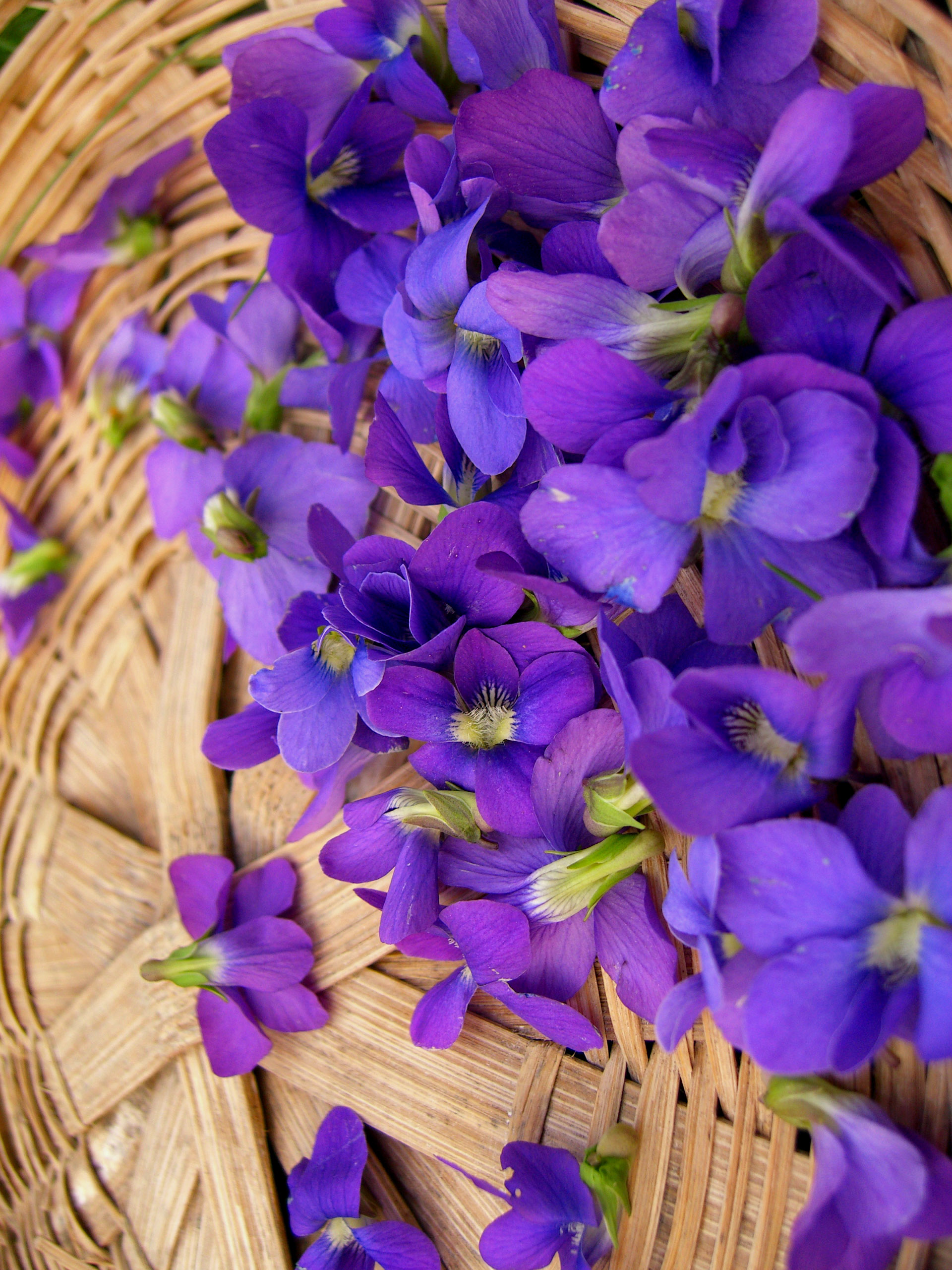 violets Archives - One Willow Apothecaries