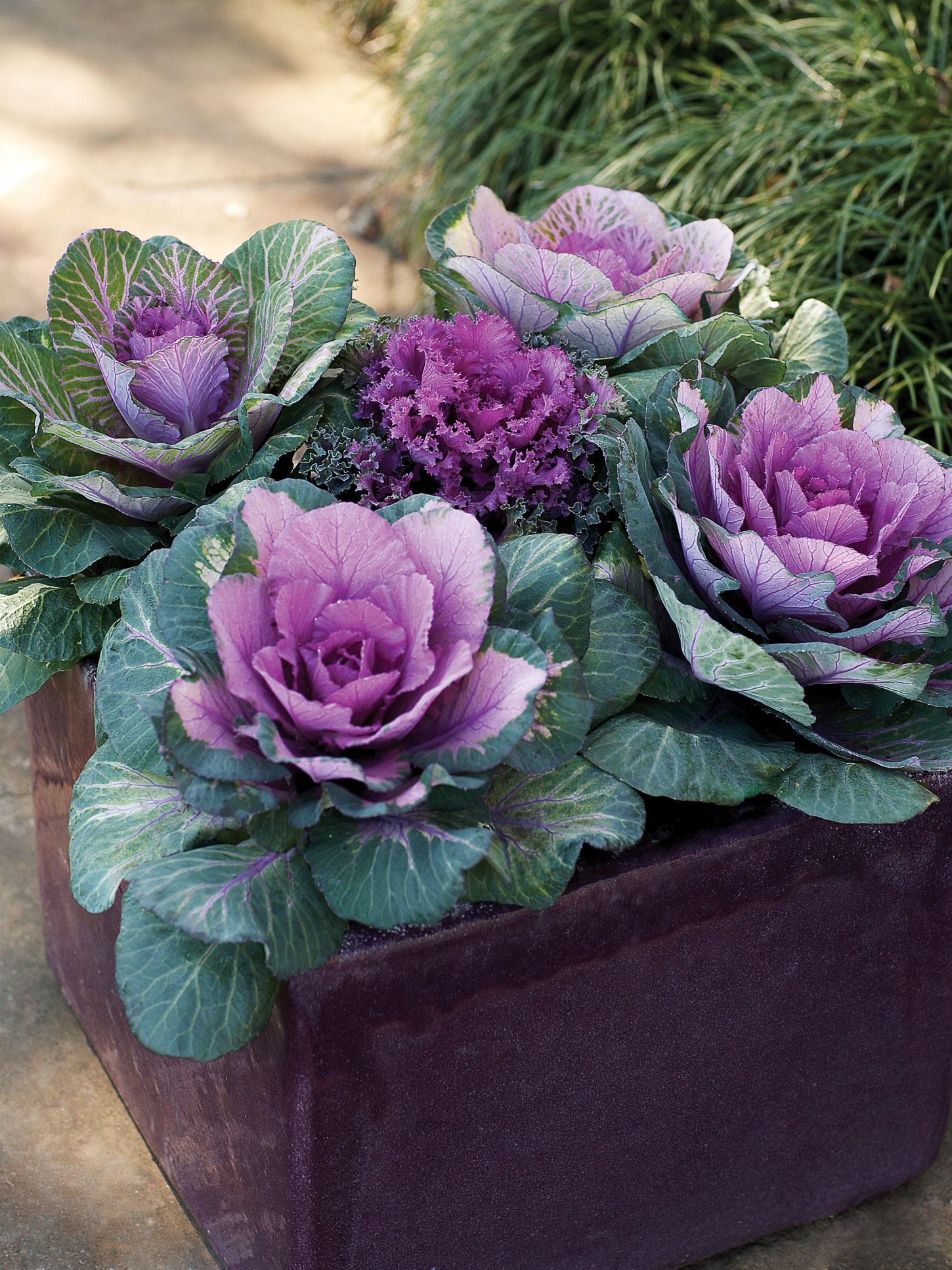 17 Best Plants for Cool-Season Color - Sunset Magazine