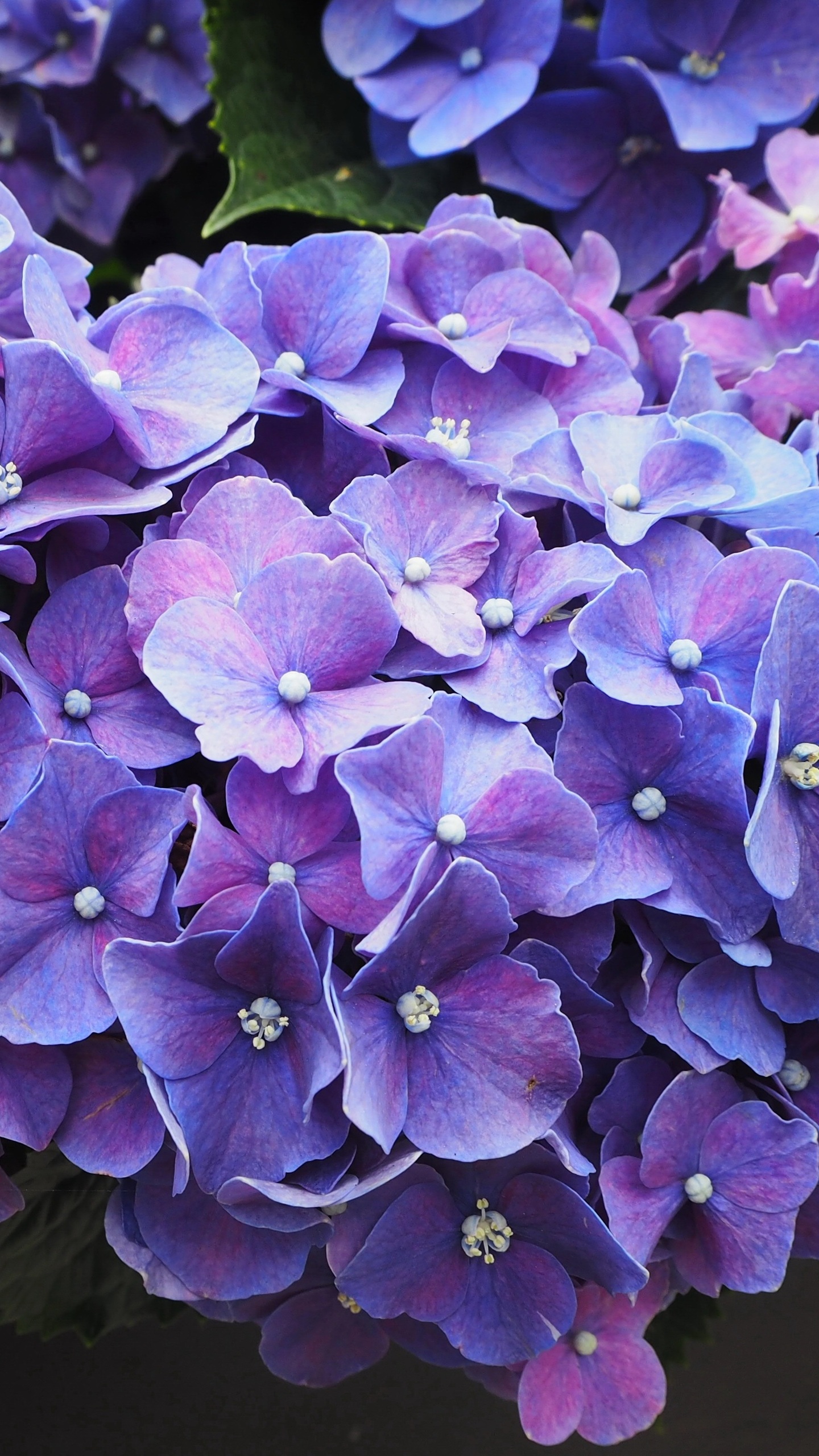 1440x2560 Purple Flowers Violet Blossom Samsung Galaxy S6,S7 ,Google ...