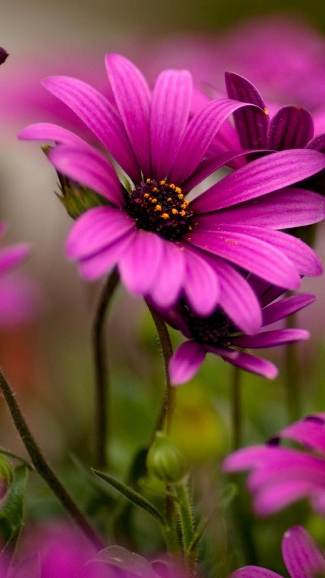 Beautiful flowers | Incredible Art in Nature | Pinterest | Flowers ...