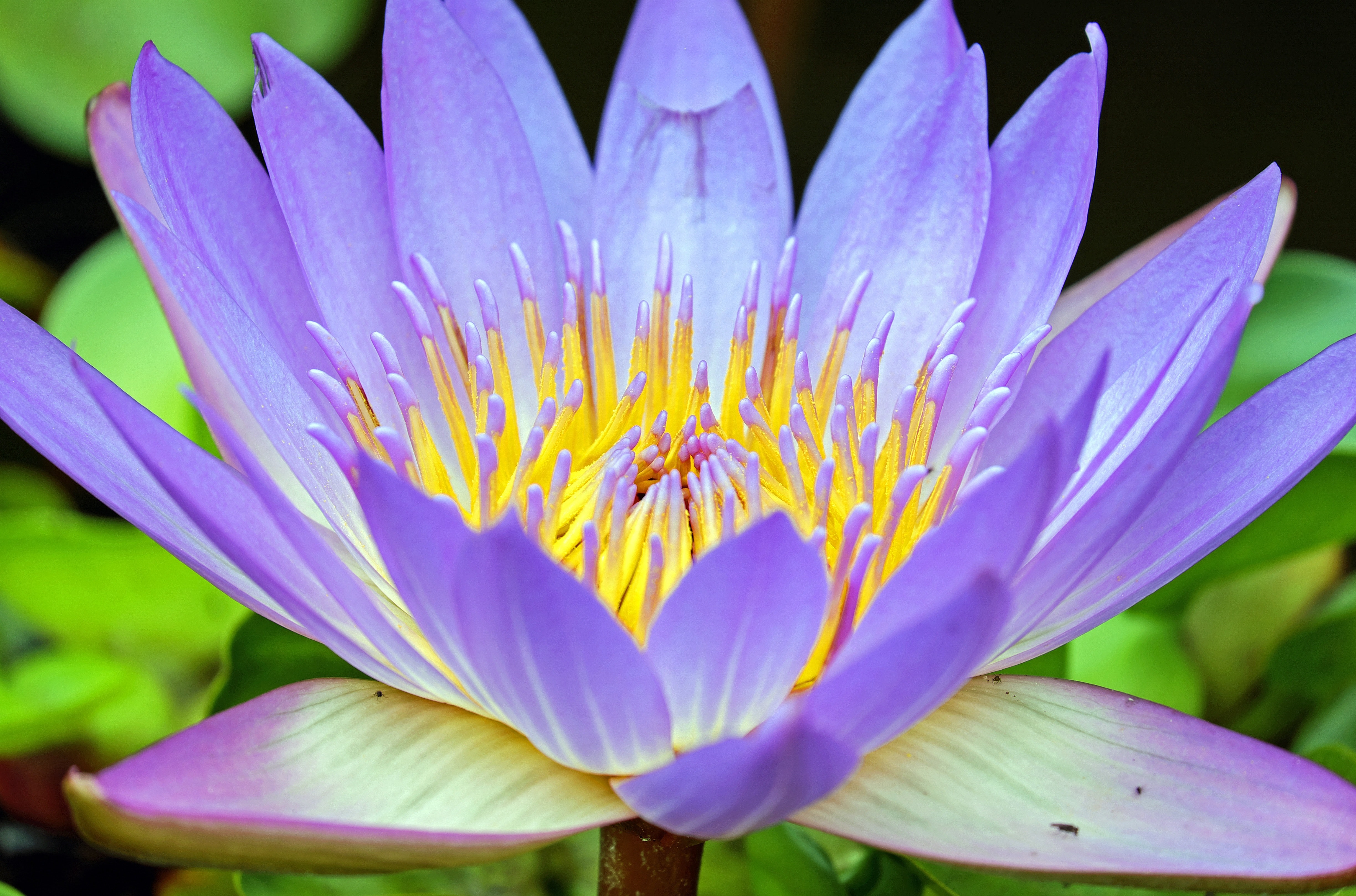 Purple Petaled Flower, Aquatic, Garden, Water lily, Tropical, HQ Photo