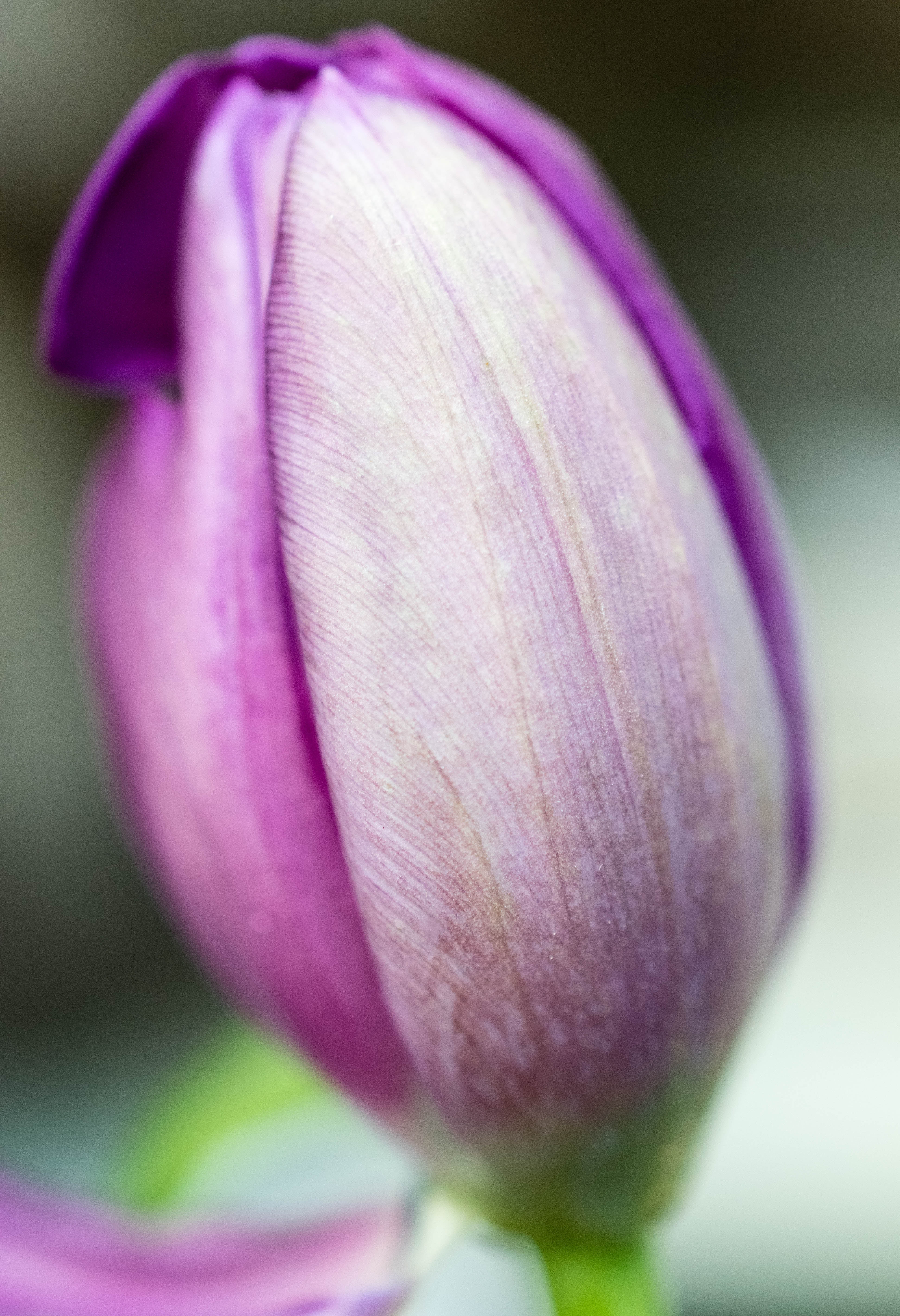 Selective Focus Photography of Purple Petaled Flower · Free Stock Photo