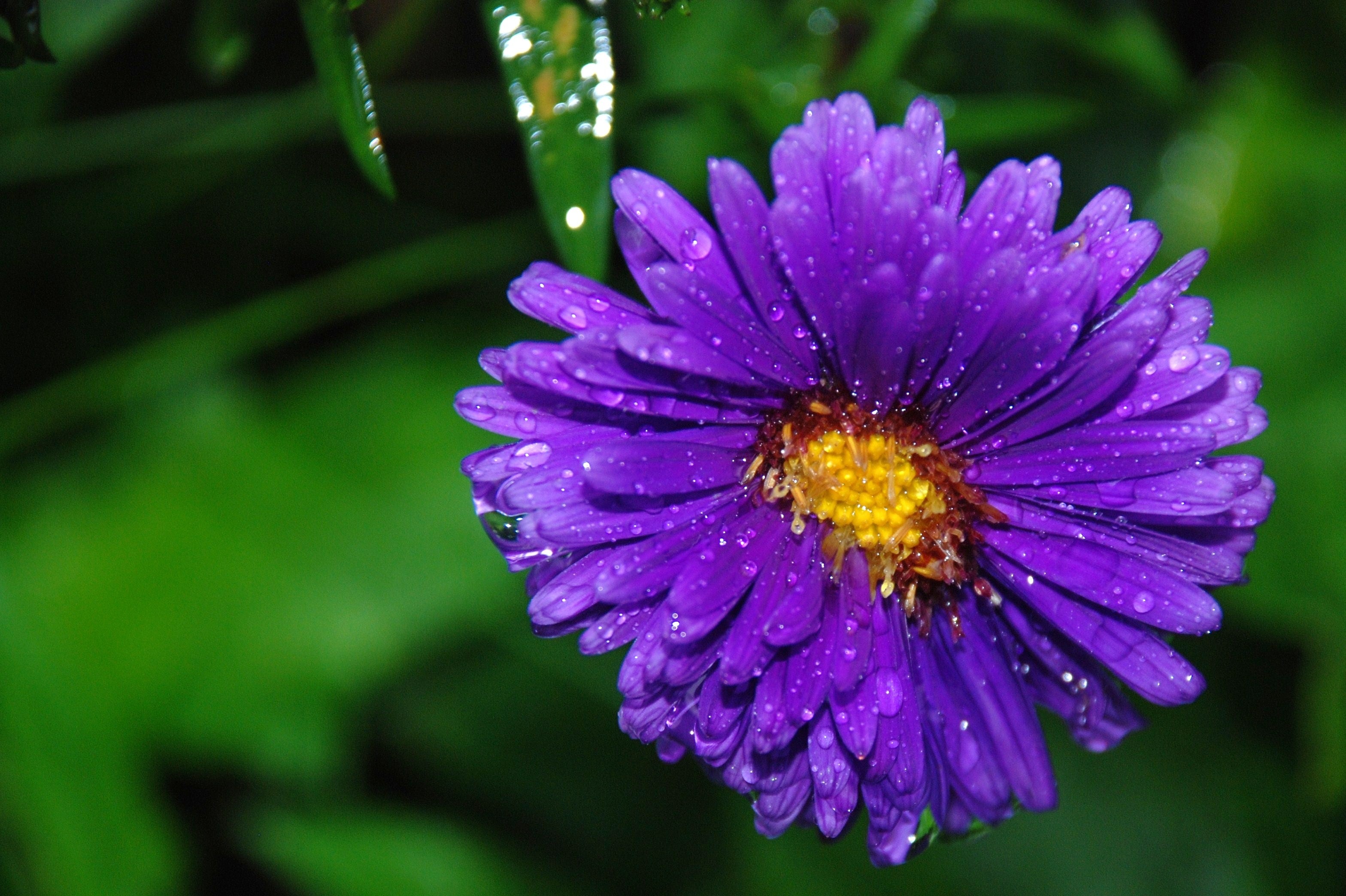 Purple petaled flower photo