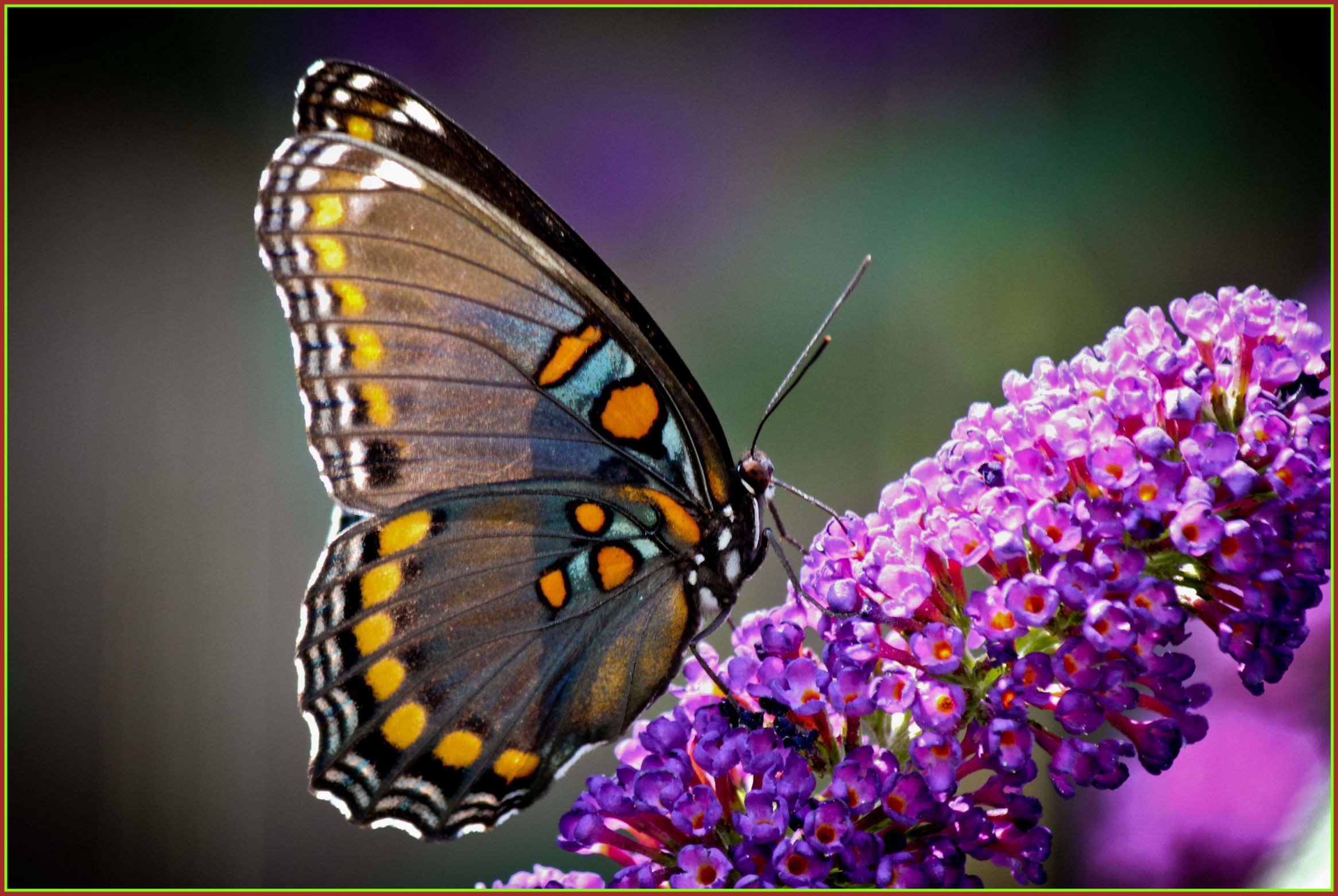 Awesome Closeup Photo Of Painted Lady Butterfly On Purple Petaled ...