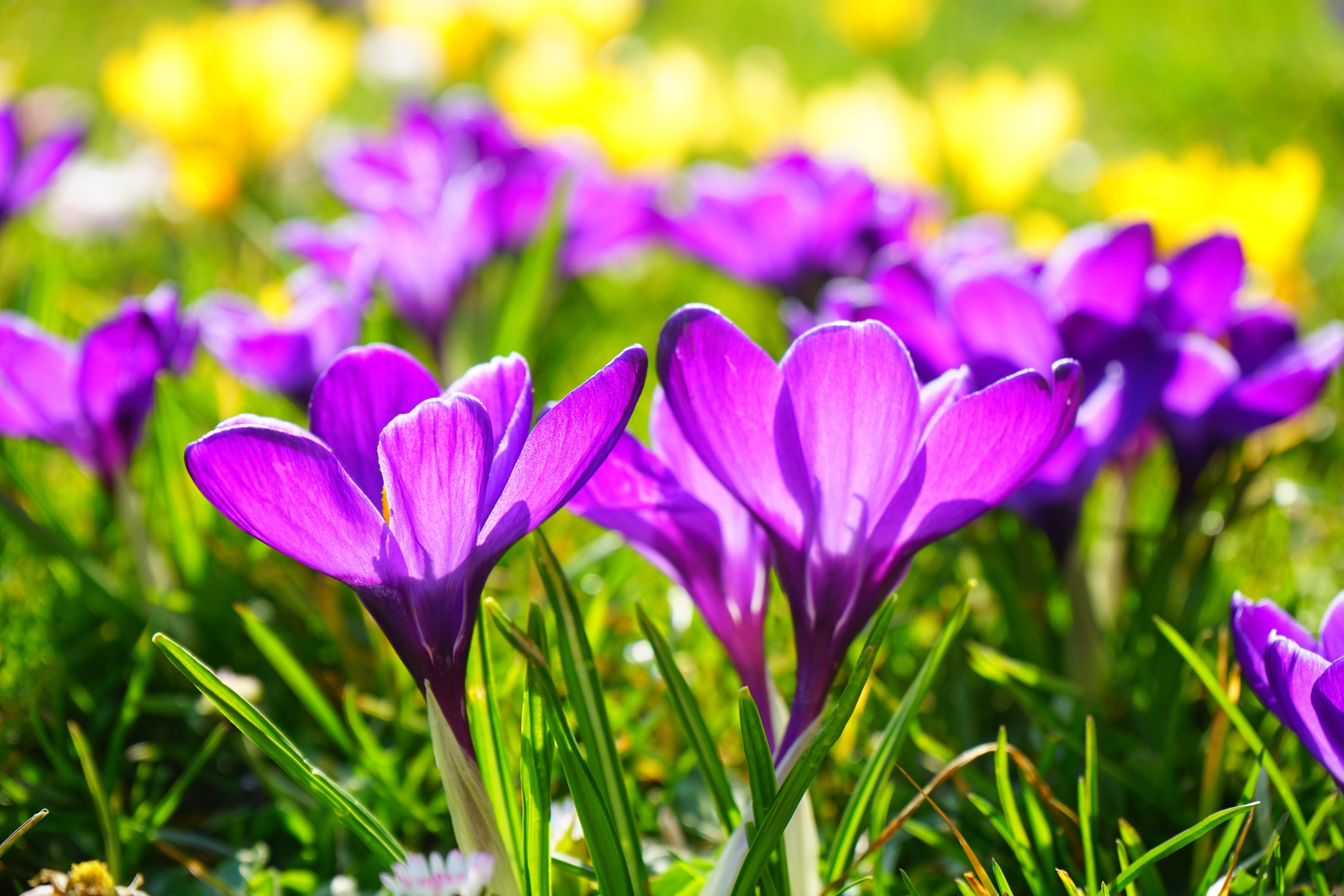 Purple springtime blossom photo