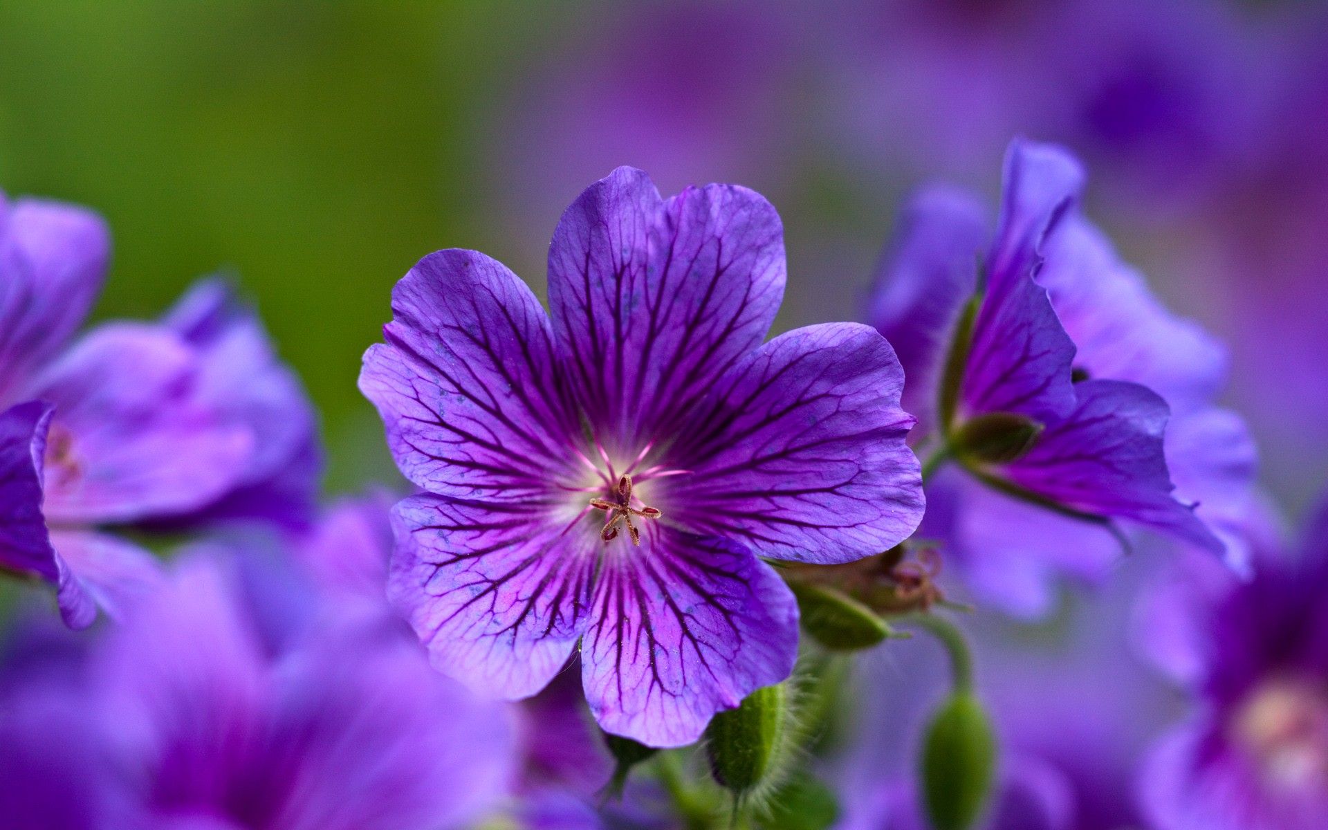 pretty flowers | pretty purple flowers for weddings hd | bright ...