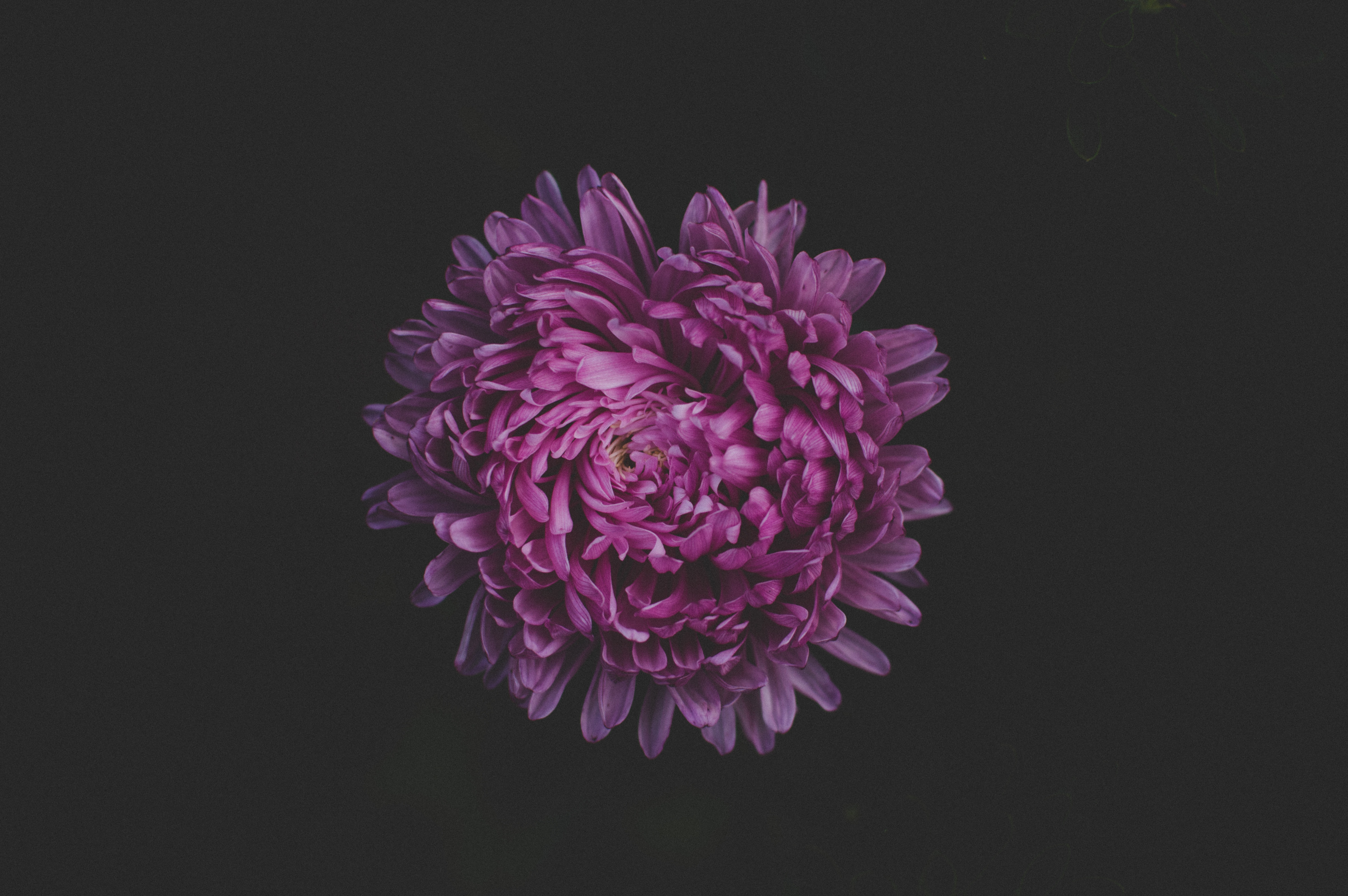 Purple petaled flower photo