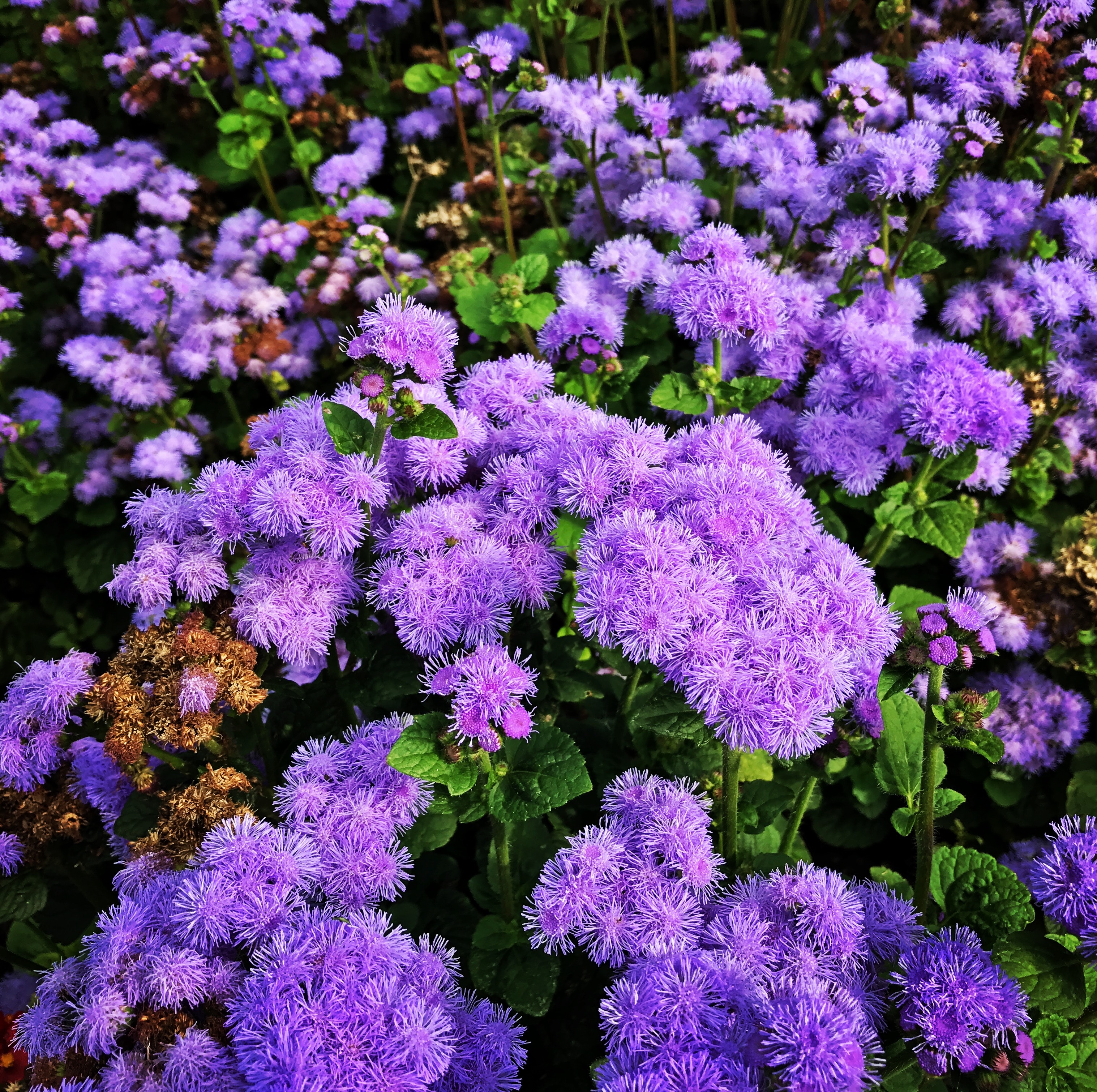 Purple petaled flowers photo