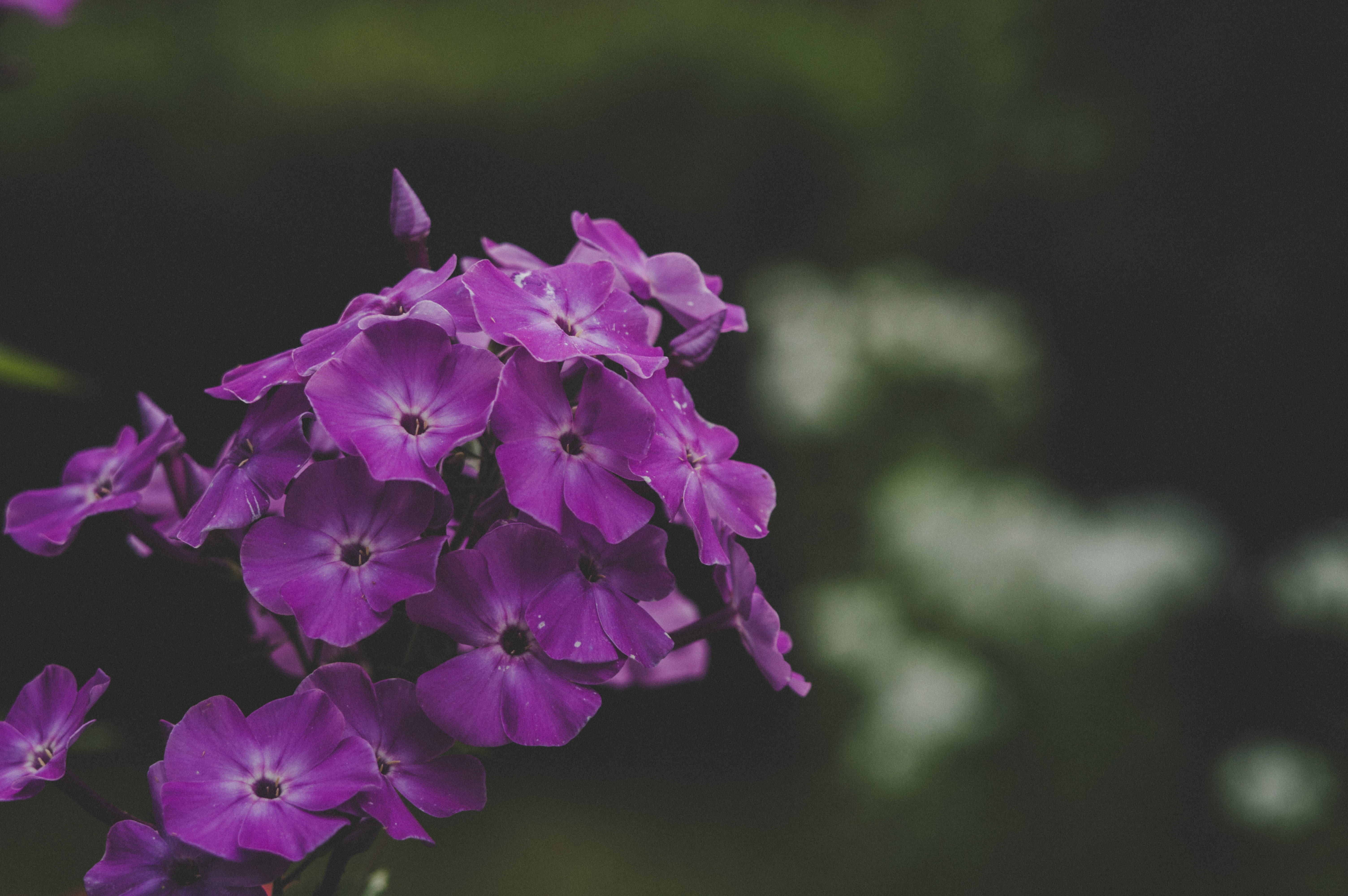Purple Petaled Flowers, Bloom, Flowers, Petals, Outdoors, HQ Photo