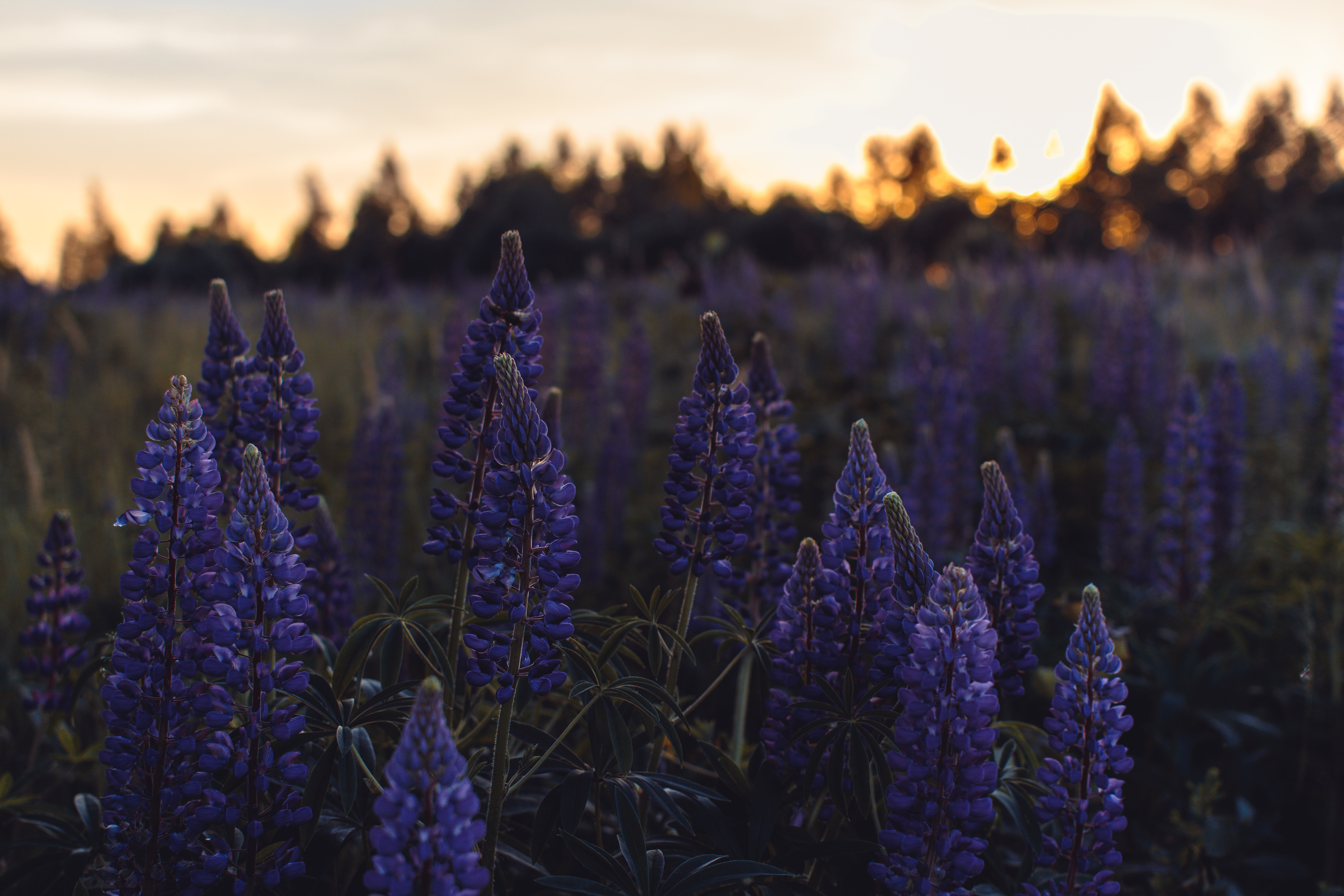 Purple Petaled Flowers, Blooming, Landscape, Sunset, Silhouettes, HQ Photo