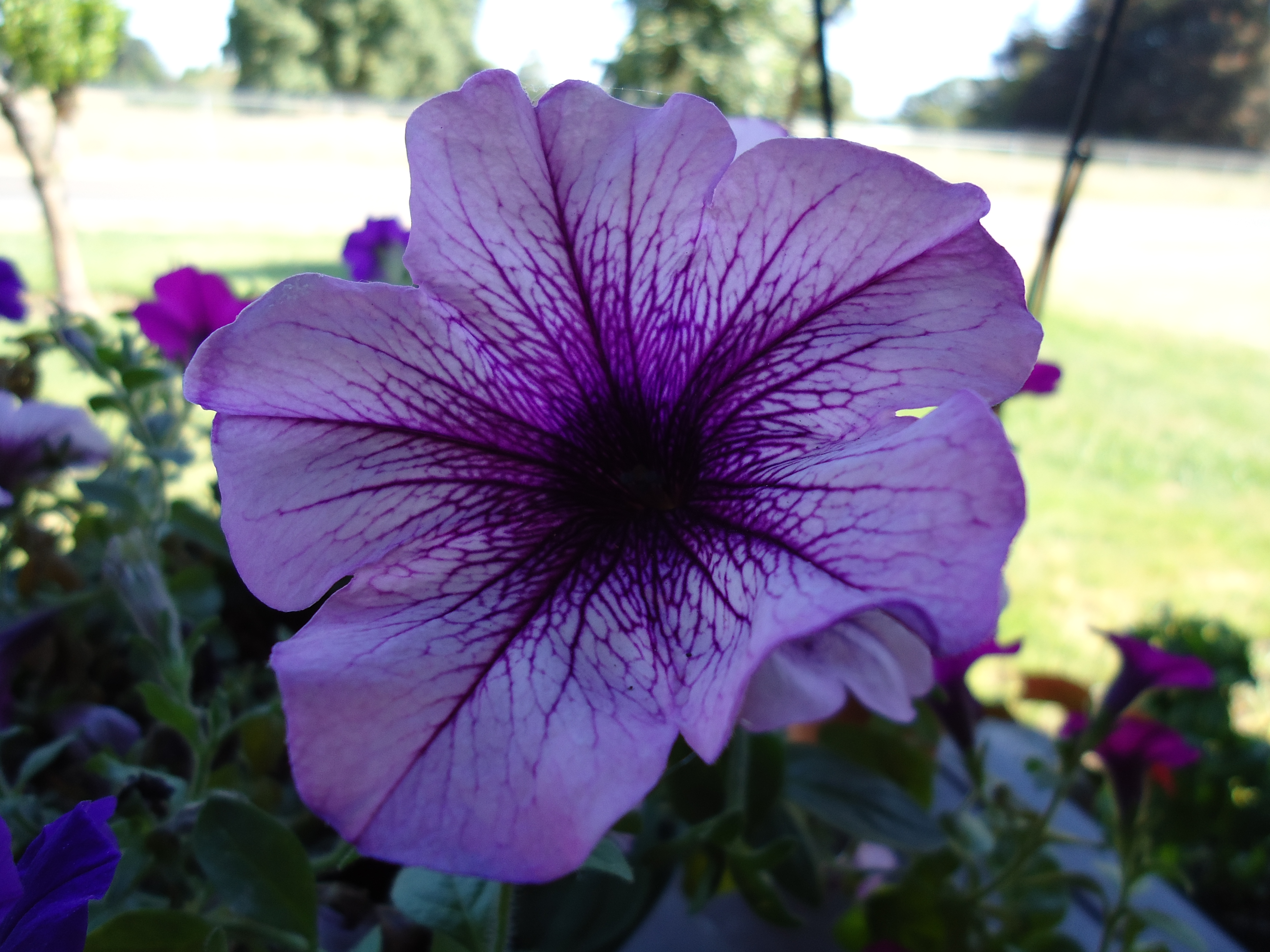 File:Purple Petunia Flower.jpg - Wikimedia Commons