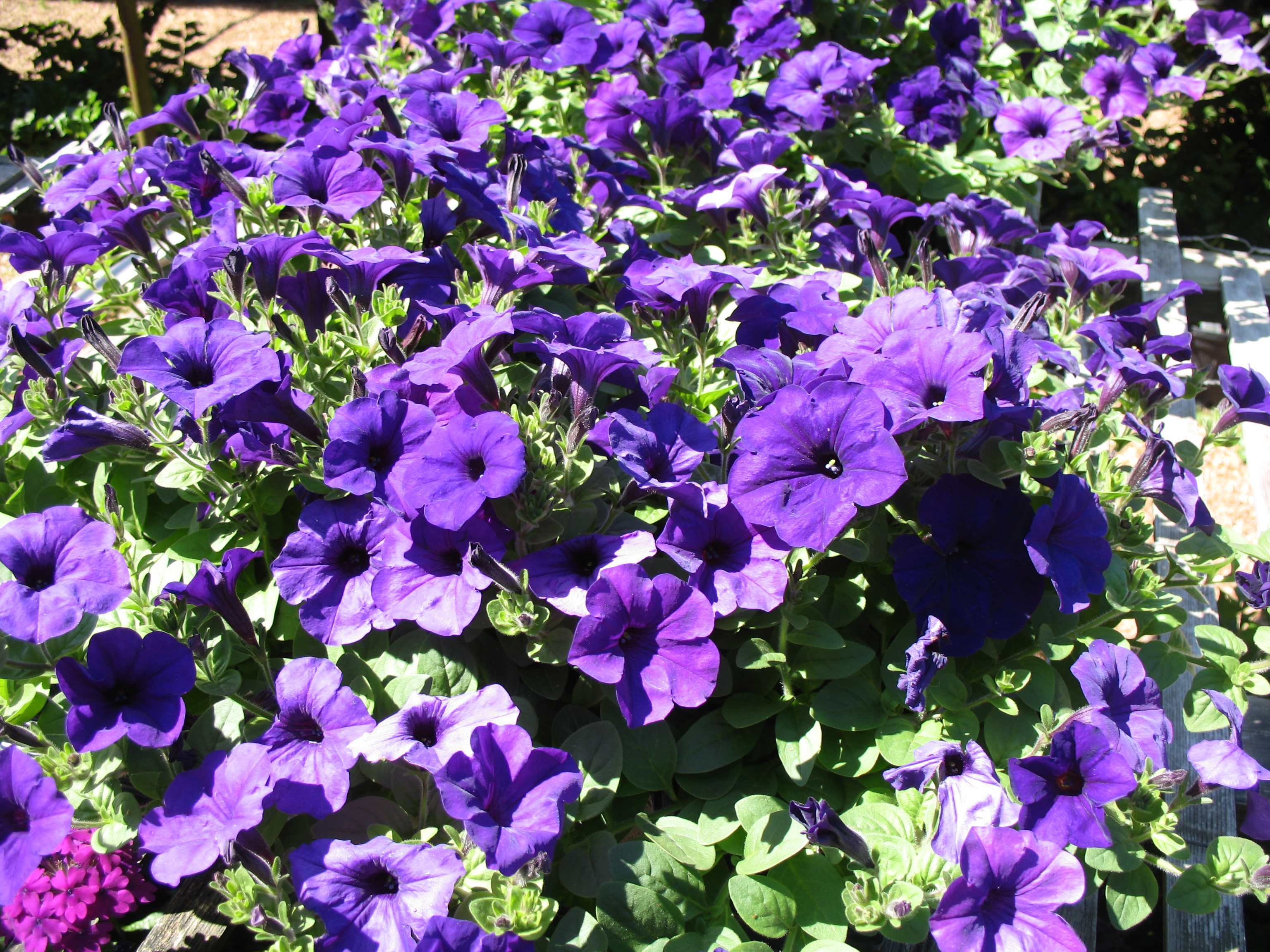 Online Plant Guide - Petunia 'Wave Purple' / Wave Purple Petunia