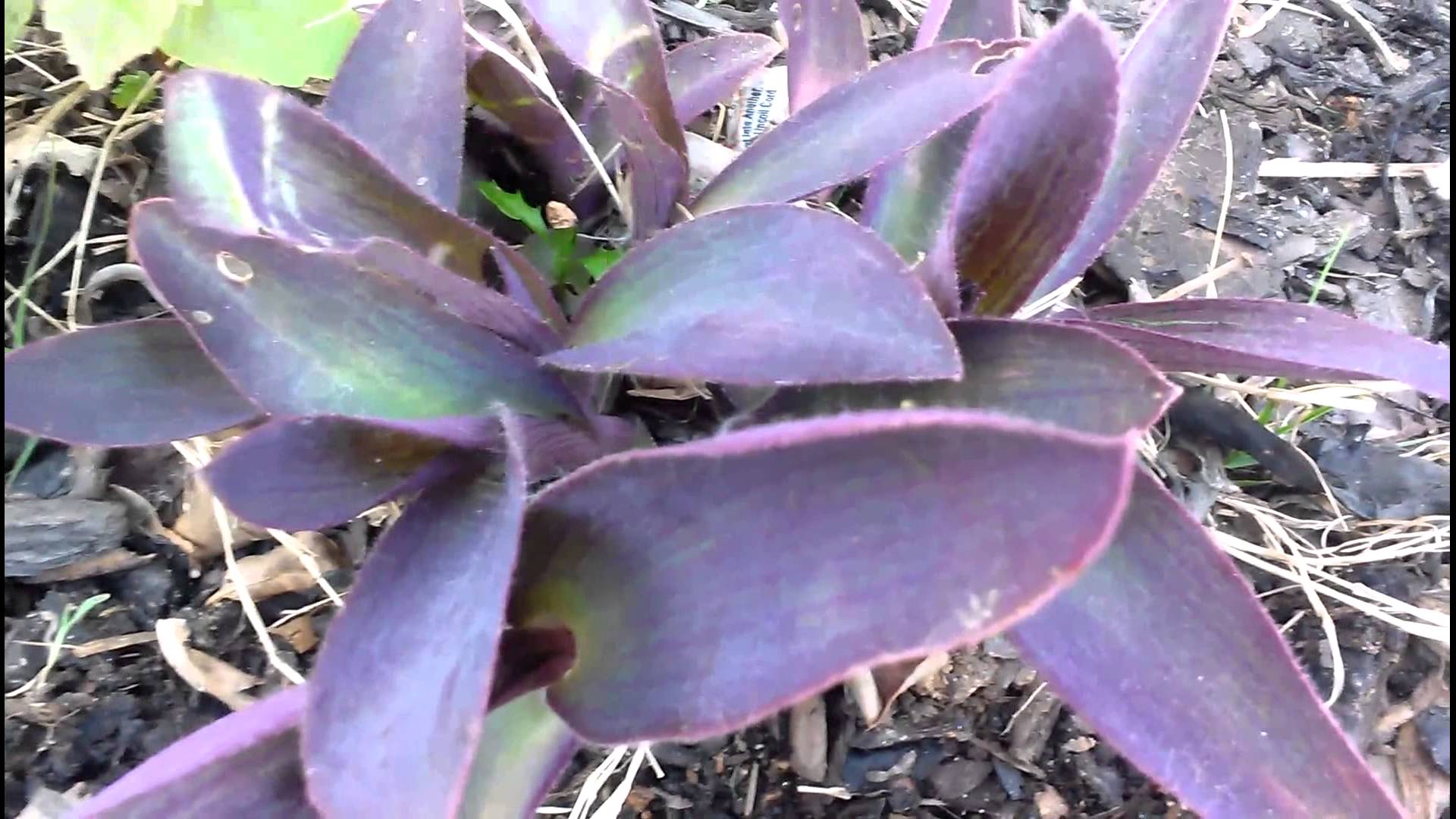 The Purple Heart Plant: how to care for purple heart plant updated ...