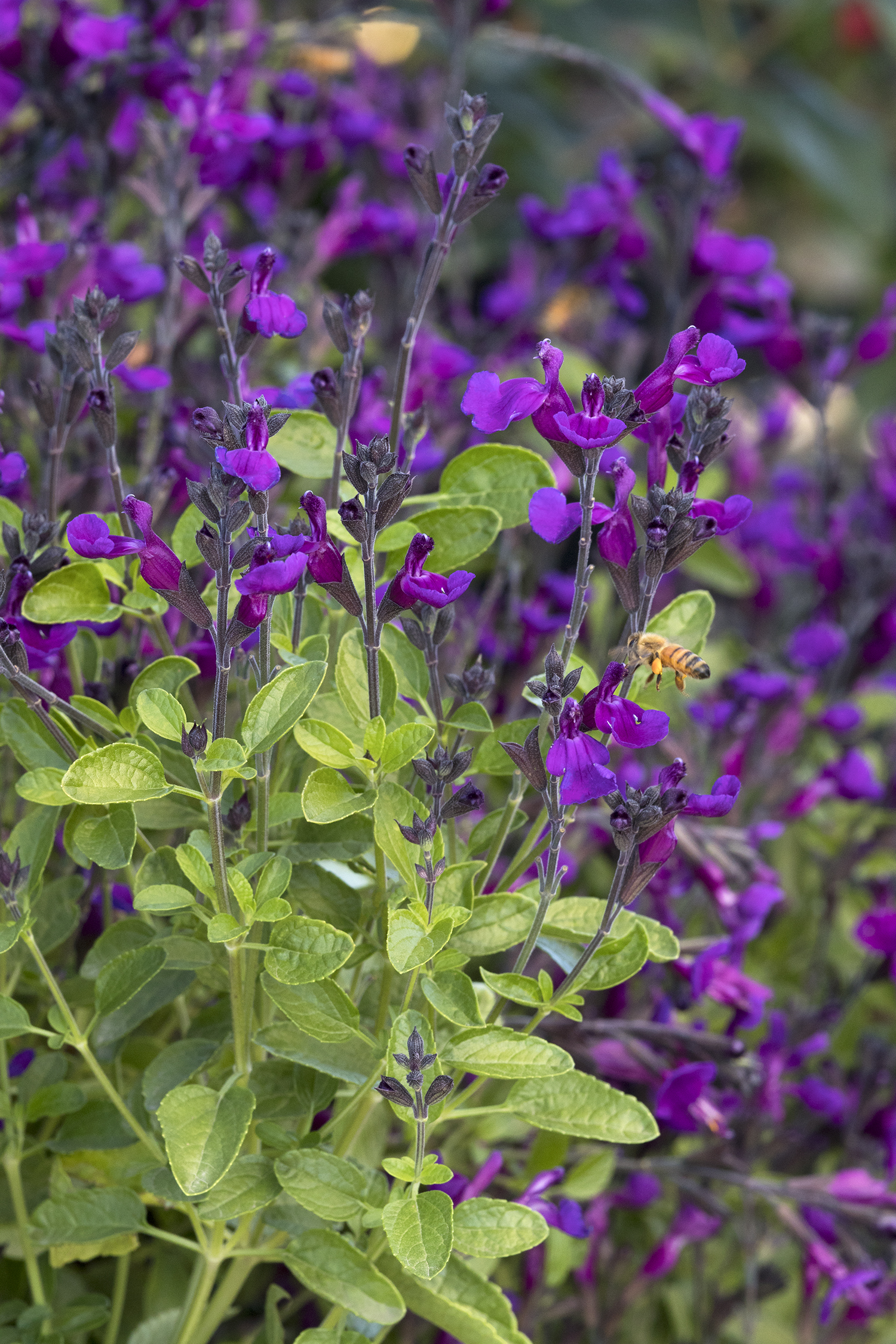 VIBE® Ignition Purple Salvia - Monrovia - VIBE® Ignition Purple Salvia