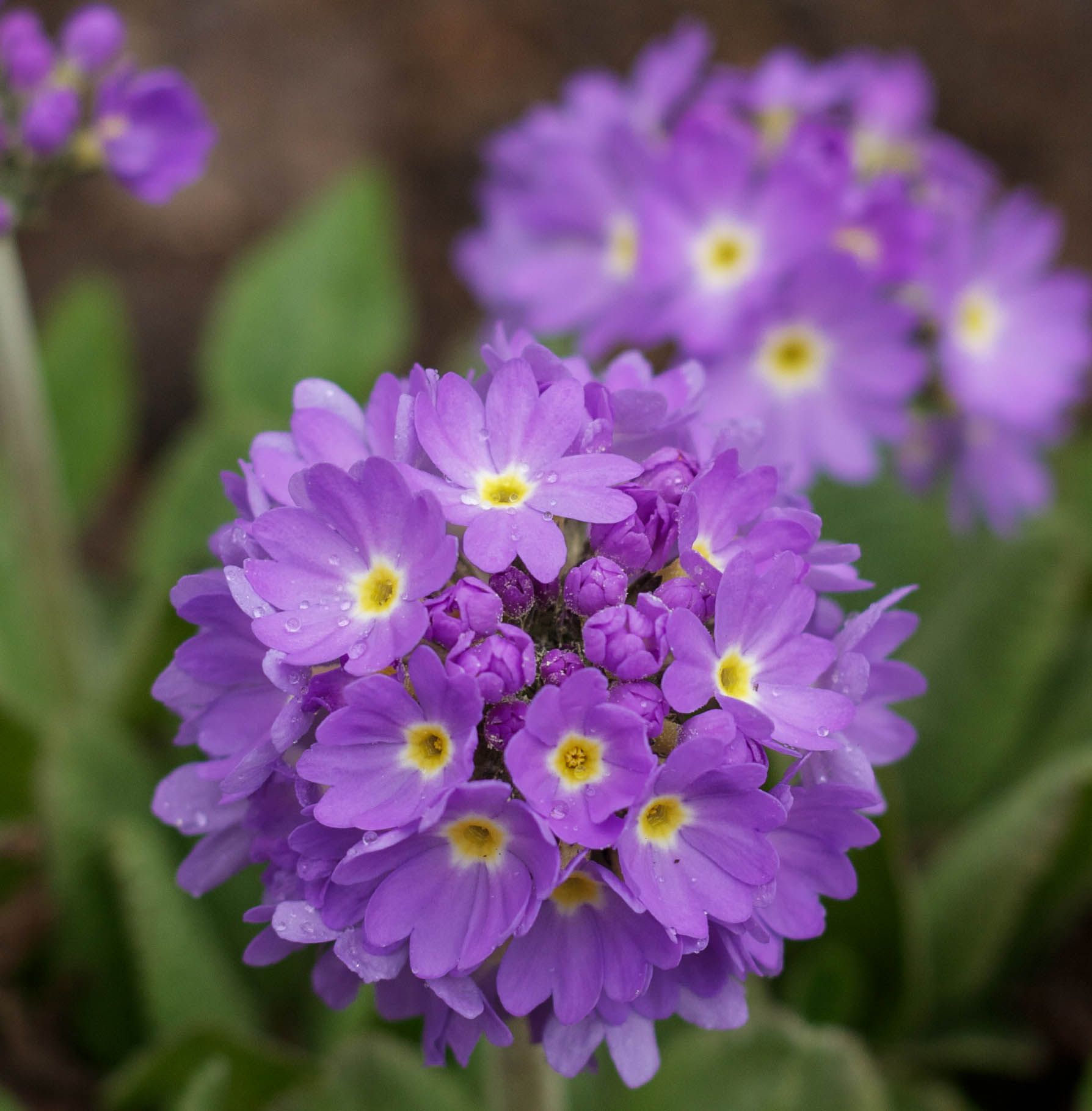 My 1st blossom of the year - perennials Purple primrose | Outside ...
