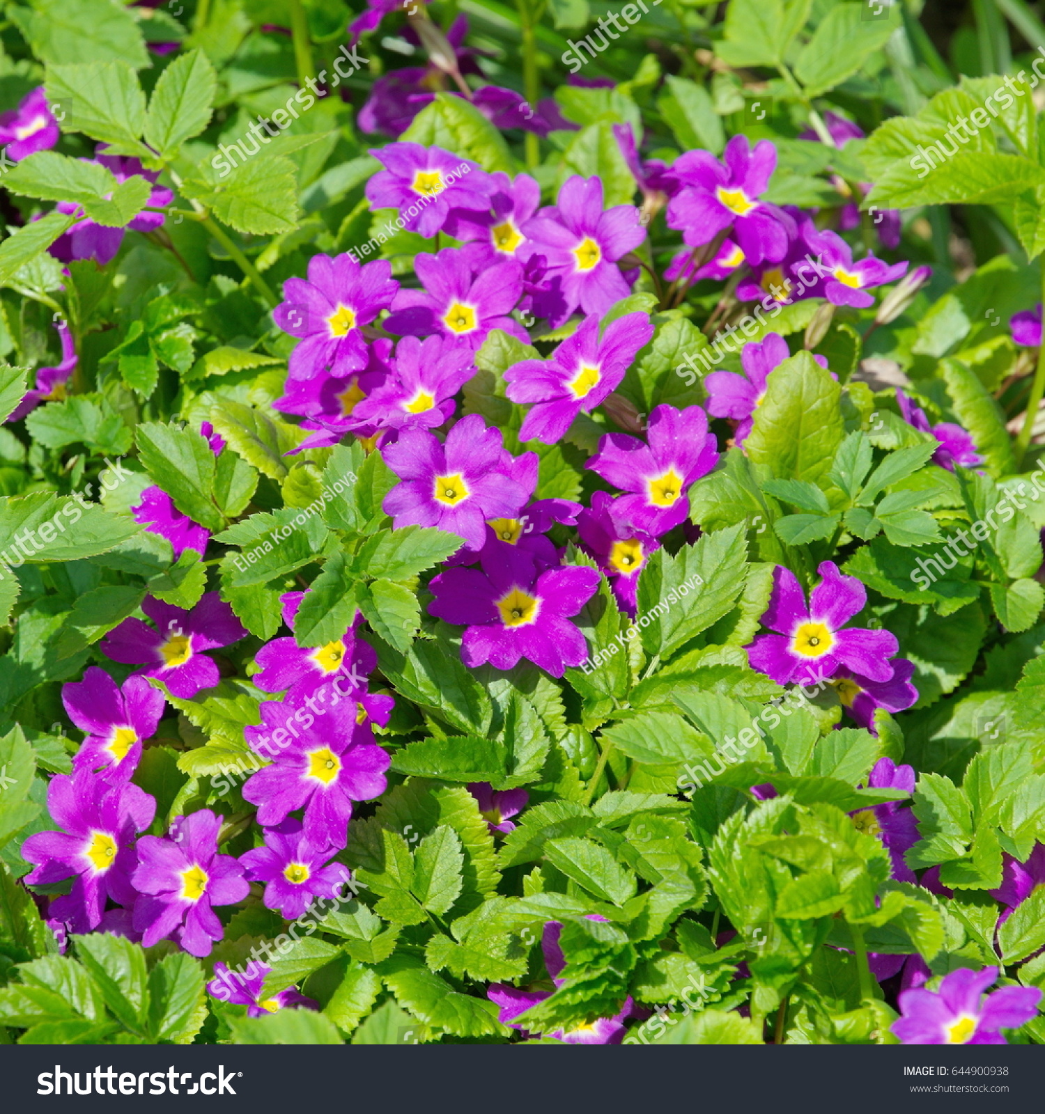 Primrose Purple Flowers Primula Juliae Purple Stock Photo (100 ...