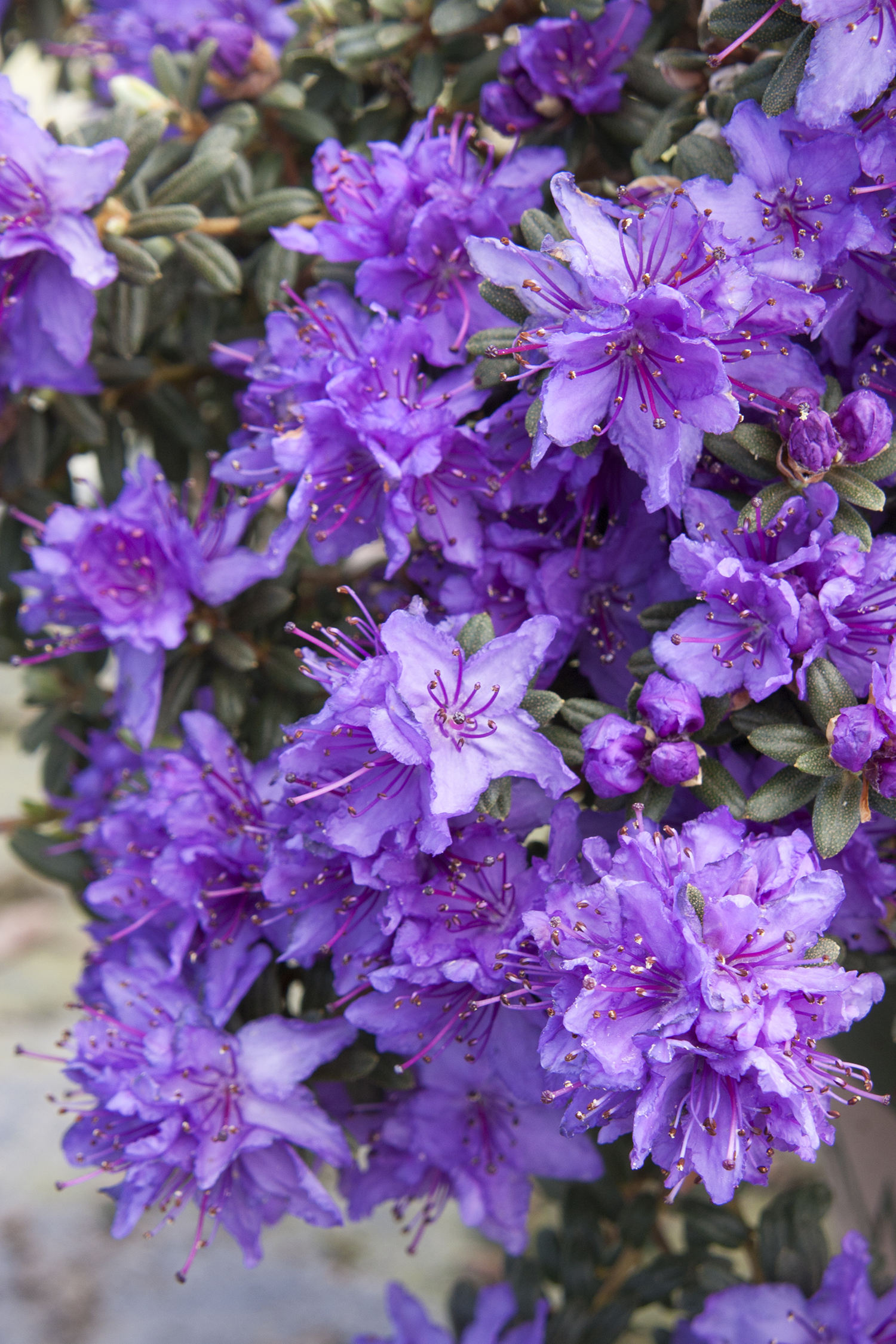 Dwarf Purple Rhododendron - Monrovia - Dwarf Purple Rhododendron