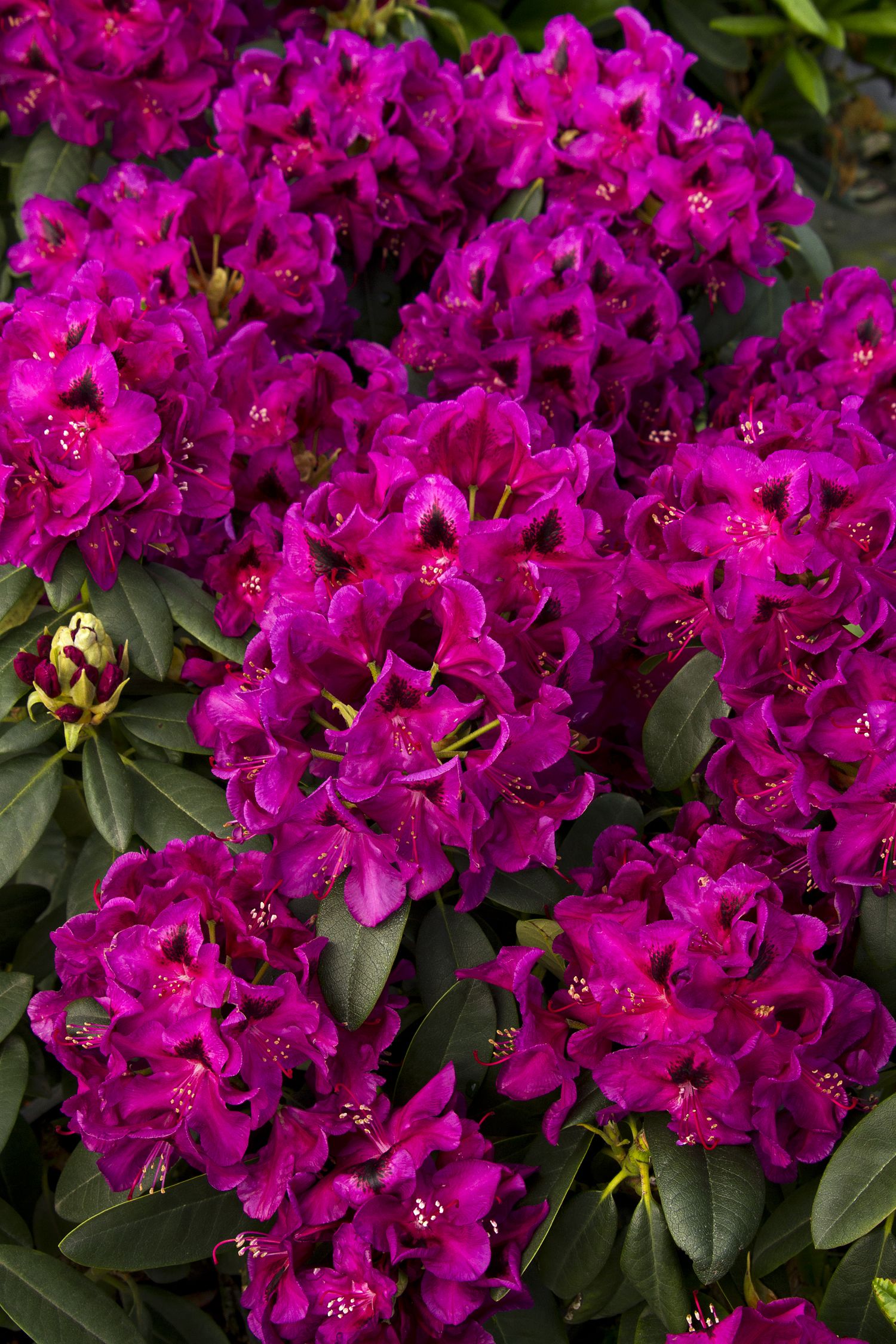 Wojnar's Purple Rhododendron - Monrovia - Wojnar's Purple ...