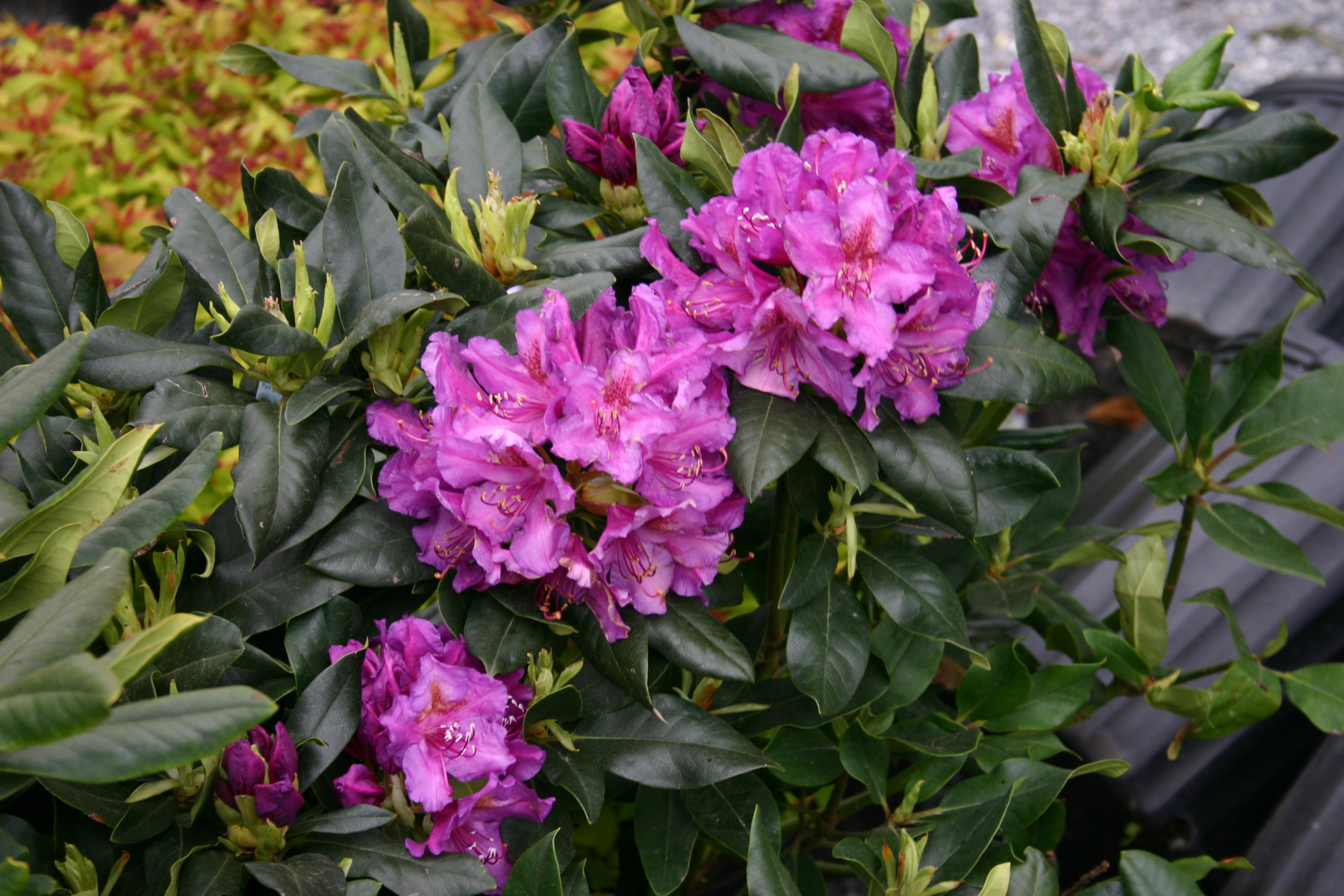 Lee's Dark Purple | Rhododendrons Direct