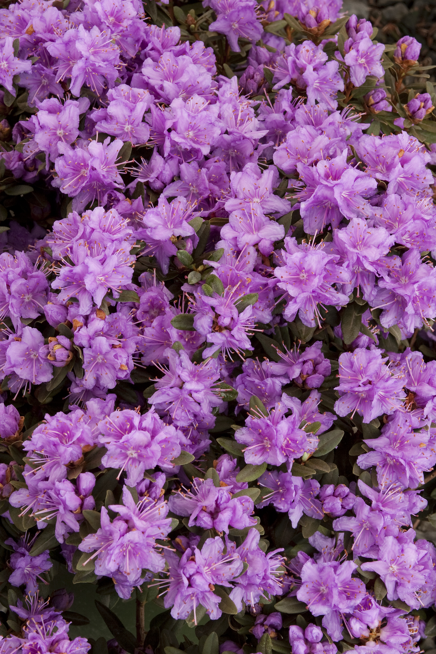 Purple Gem Rhododendron - Monrovia - Purple Gem Rhododendron