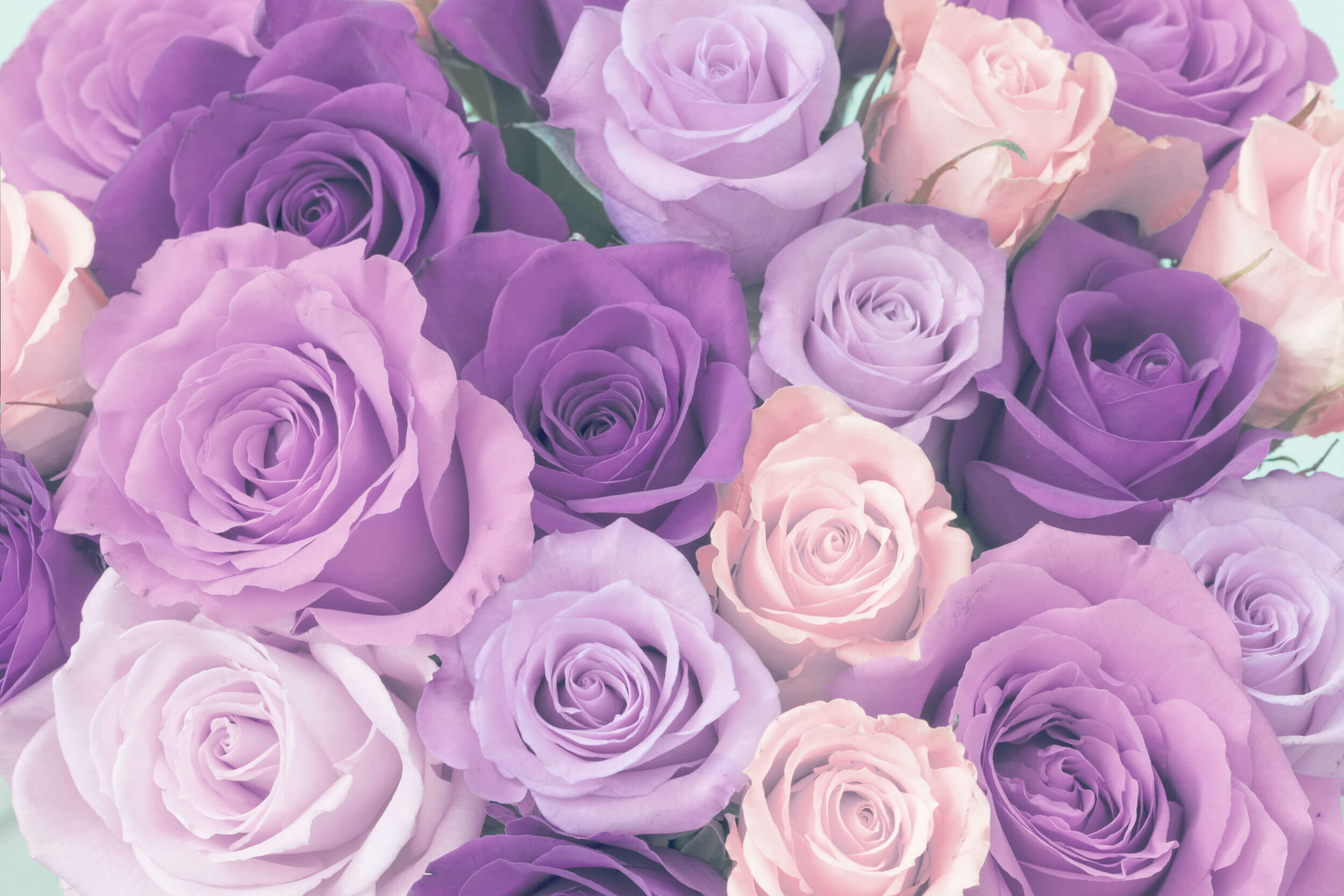 Purple roses photo