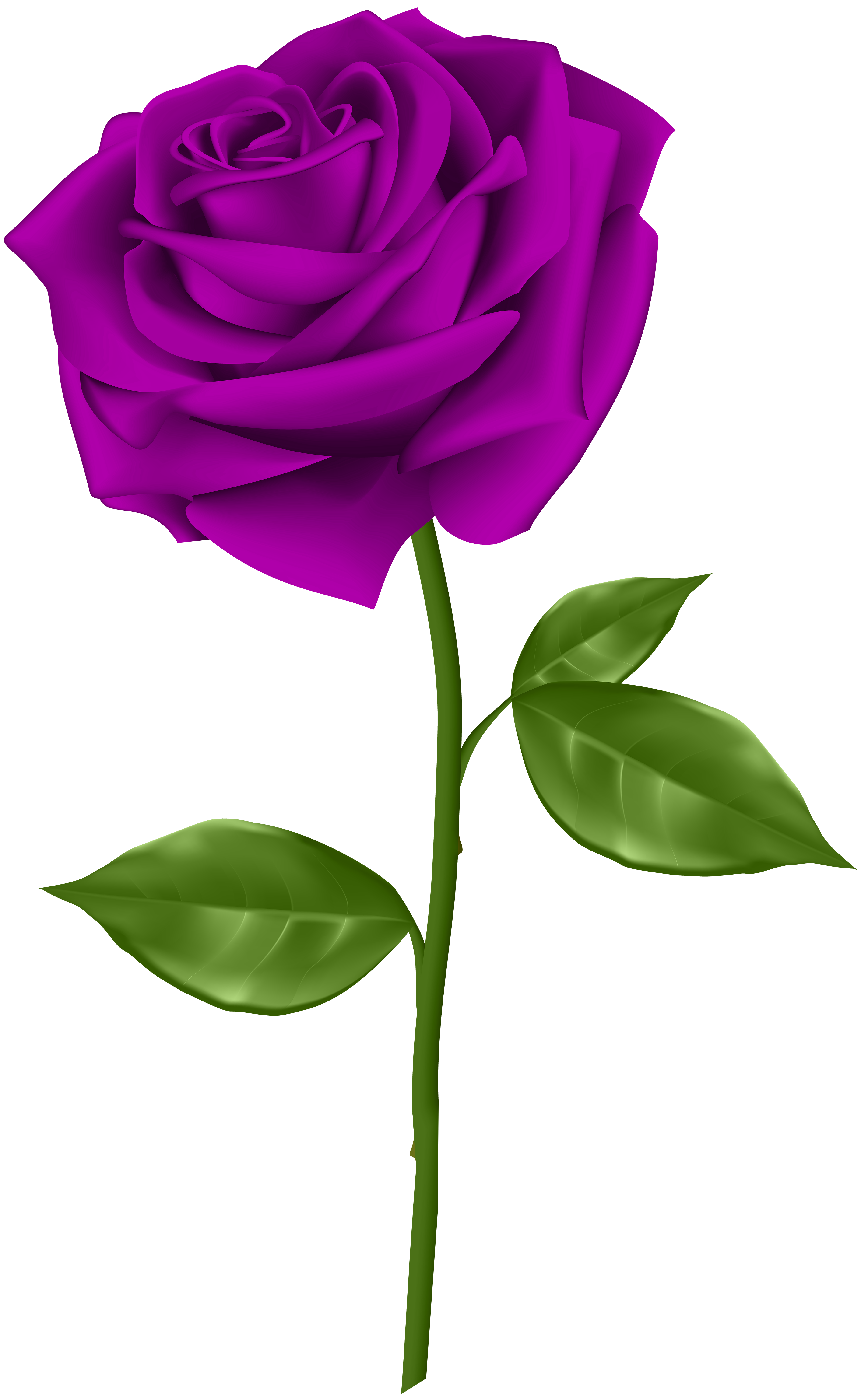 Purple Rose Transparent PNG Clip Art | Gallery Yopriceville - High ...