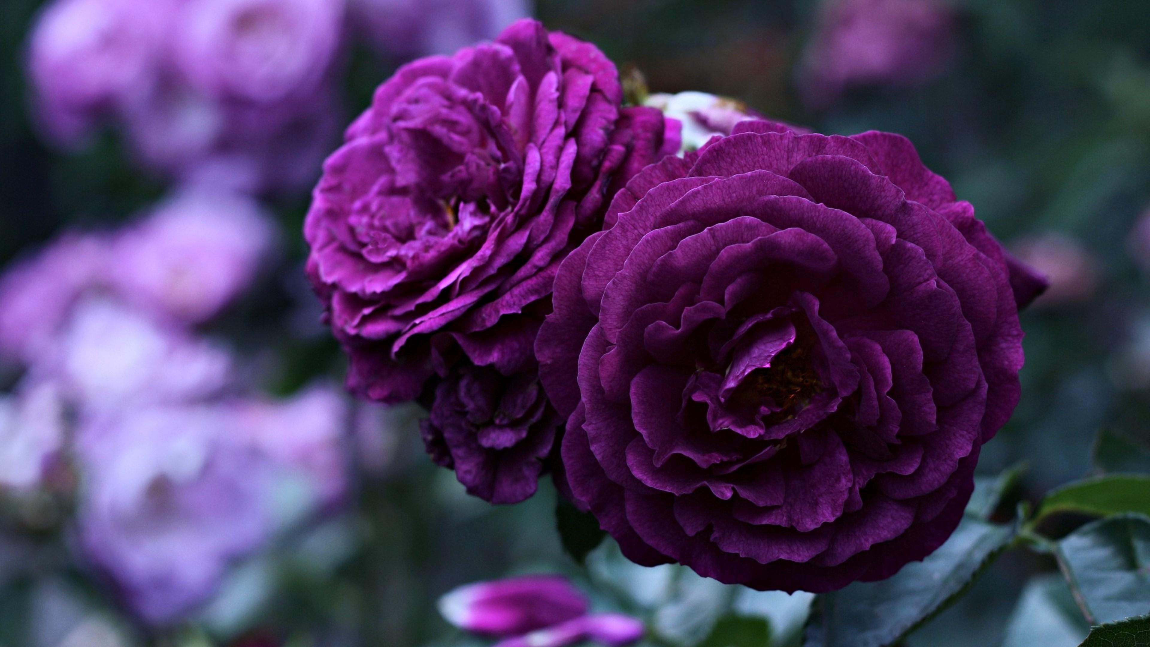 Amazing Purple Roses Wallpaper | Wallpaper Studio 10 | Tens of ...