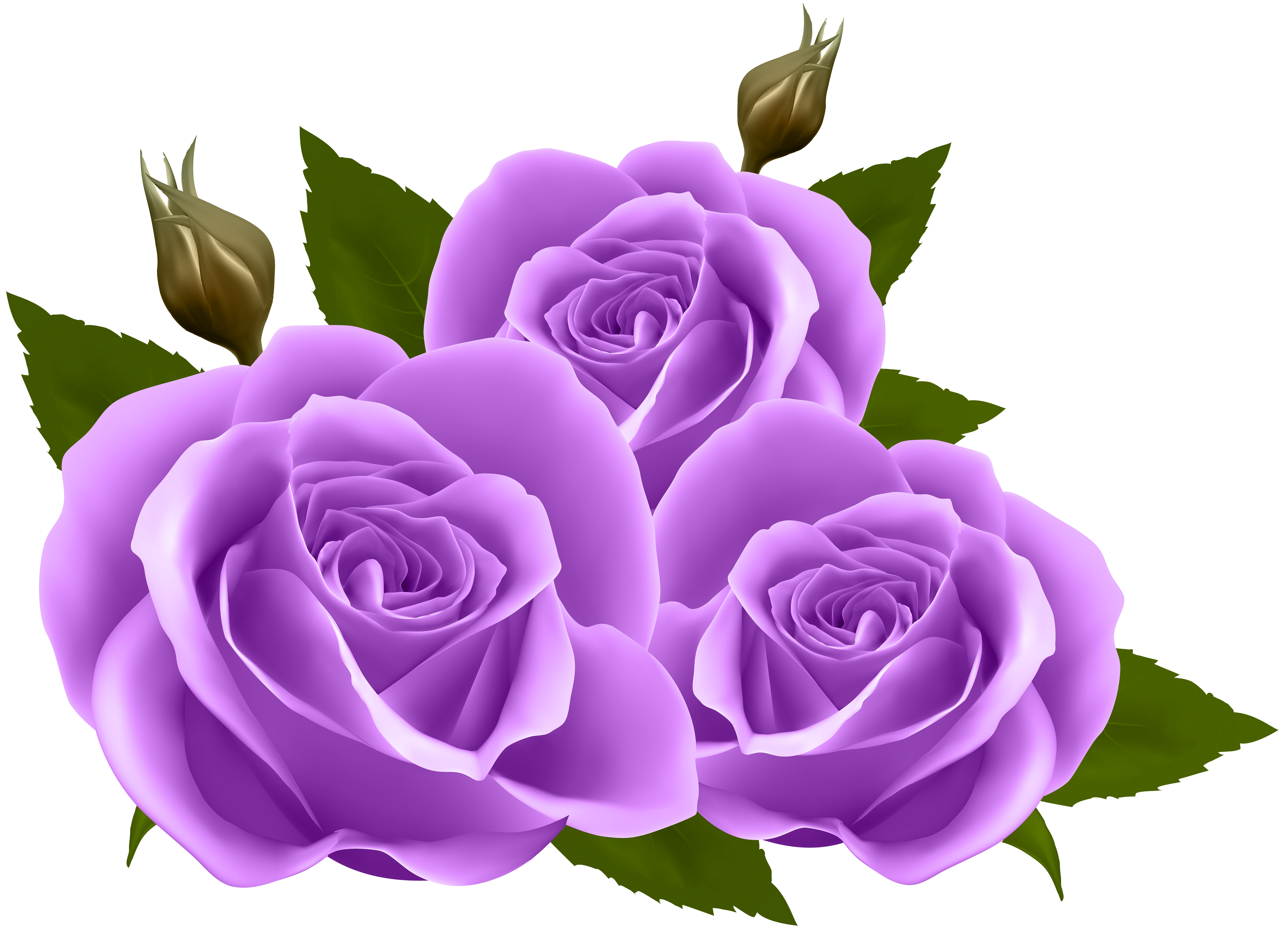 Purple Roses PNG Clip Art Image | Gallery Yopriceville - High ...