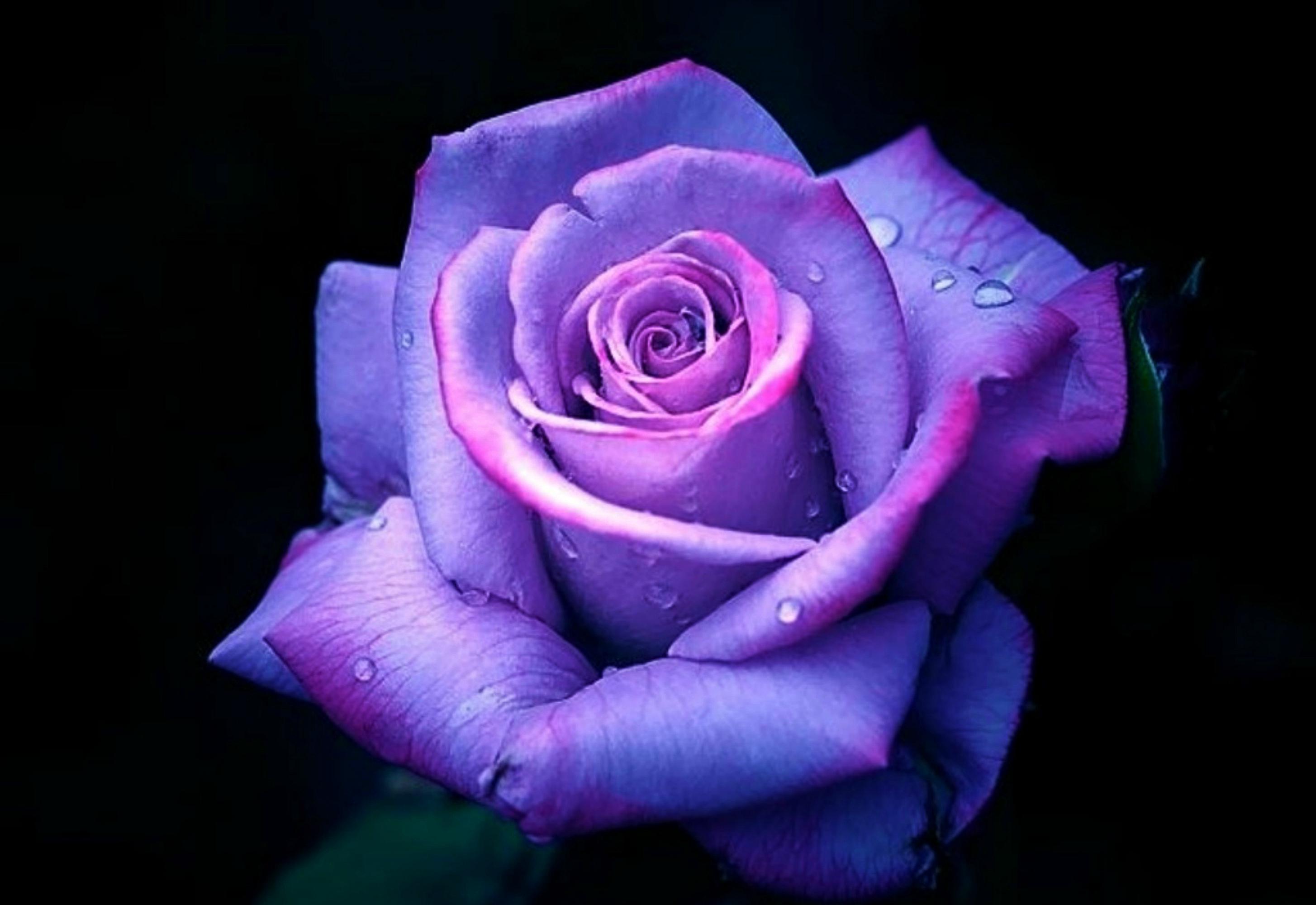 Images Of Purple Roses Hd Wallpaper High Quality Iphone Rose For ...