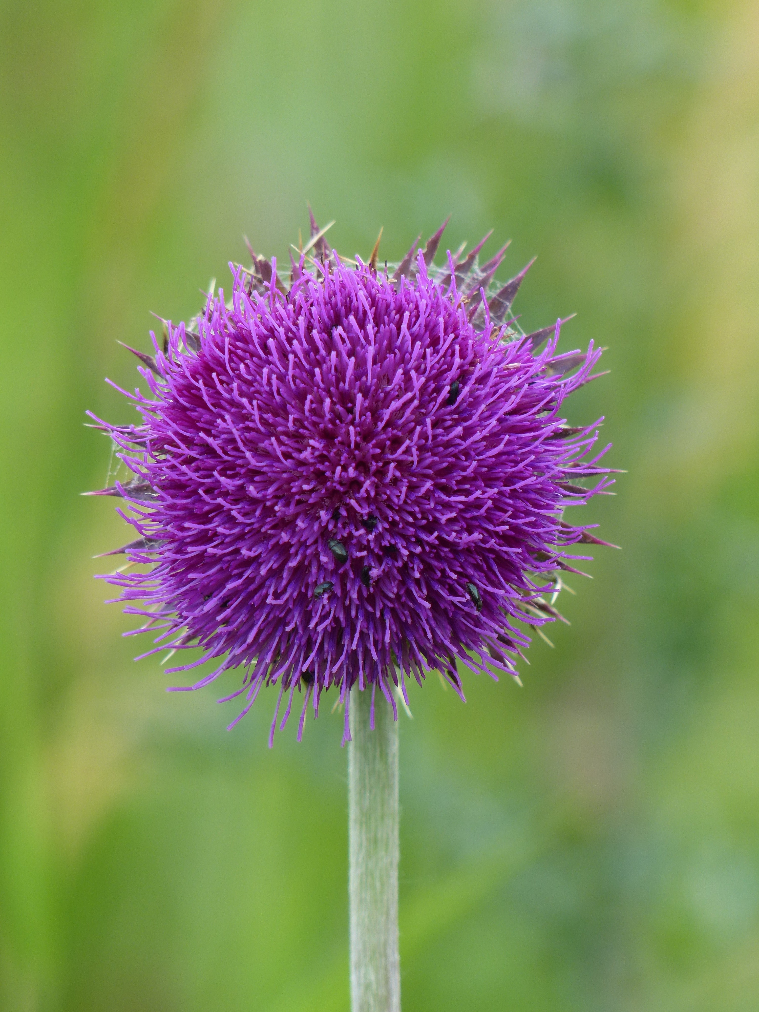 Purple round flower photo