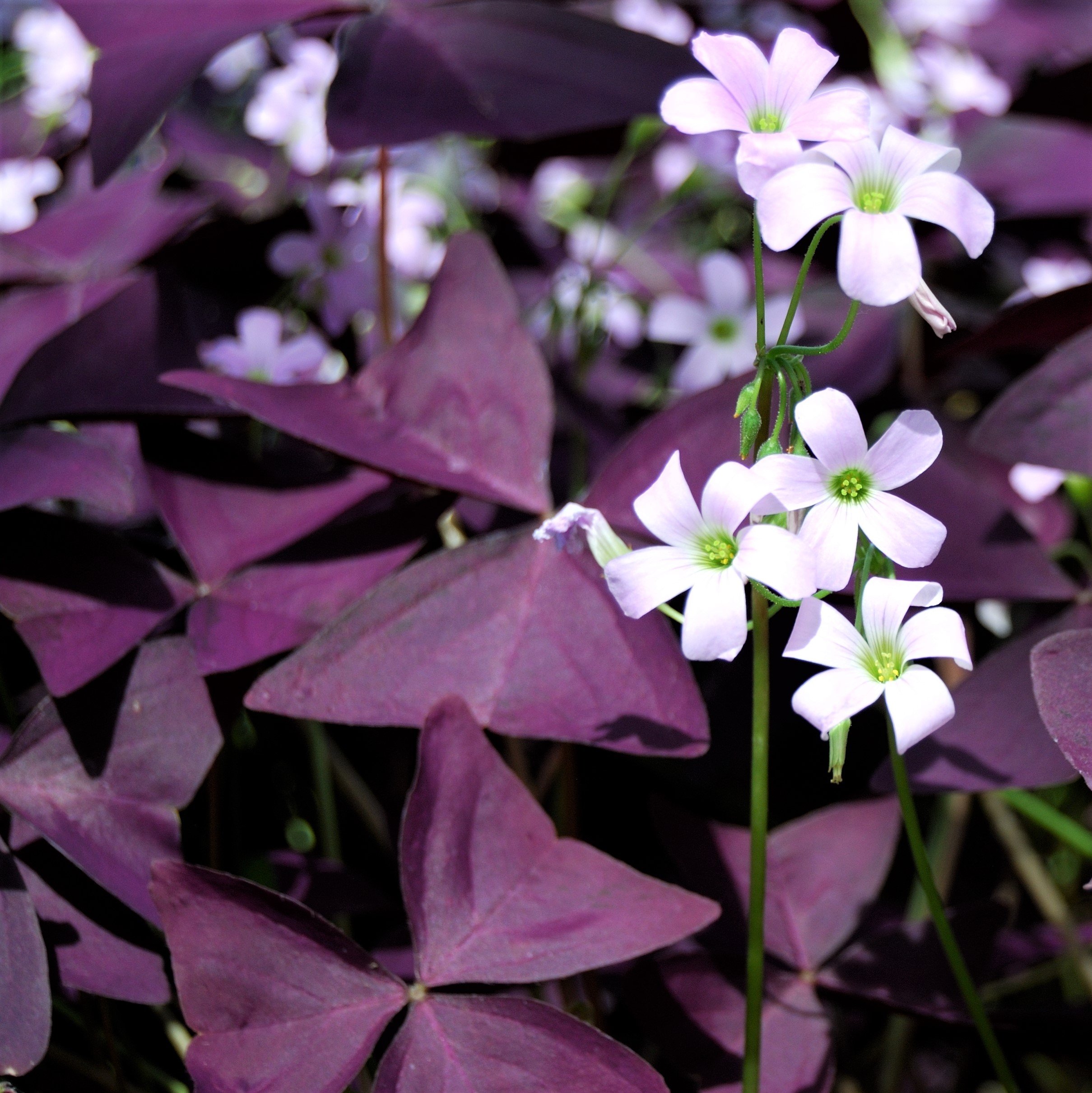 Oxalis Triangularis (Purple Shamrock) – Easy To Grow Bulbs