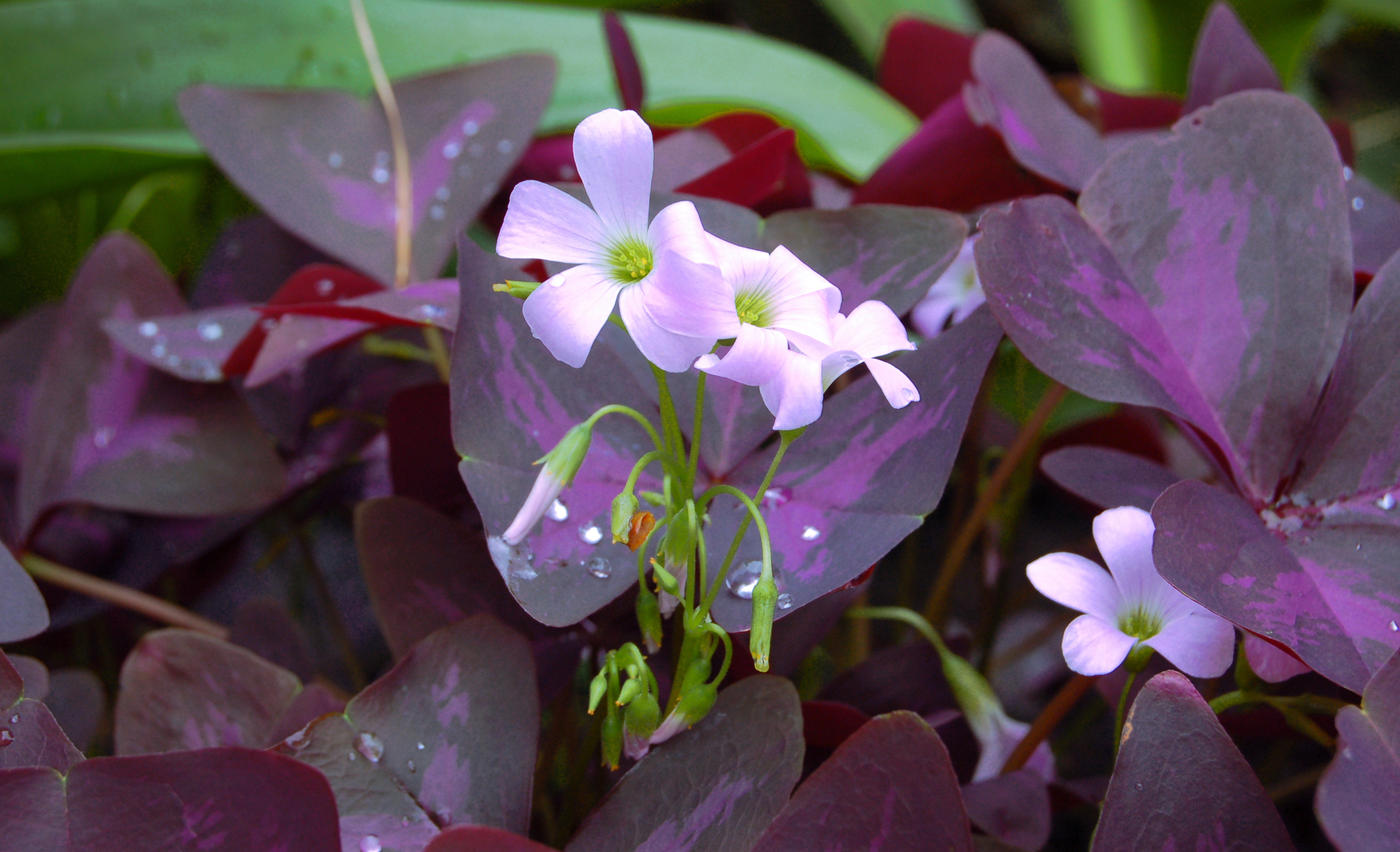 Growing oxalis indoors and out | Garden Making