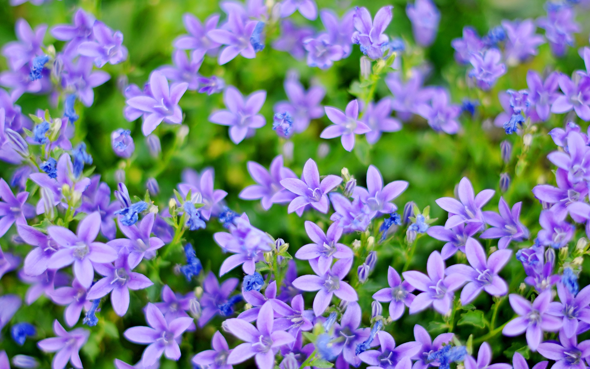bluebells are naturally blue and scientists are hoping to use their ...