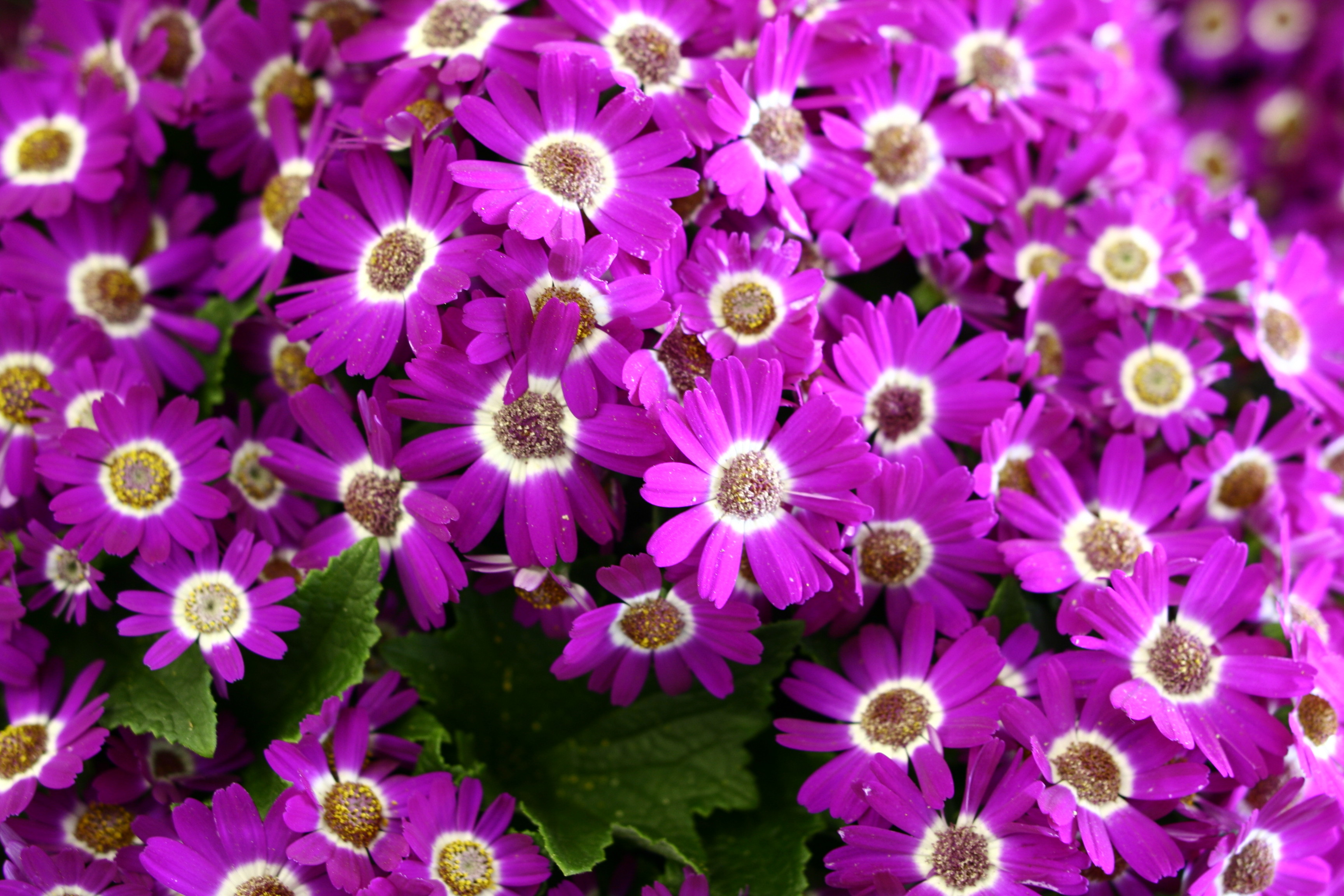 Purple Pink Spring Flowers | Flowers| Free Nature Pictures by ...