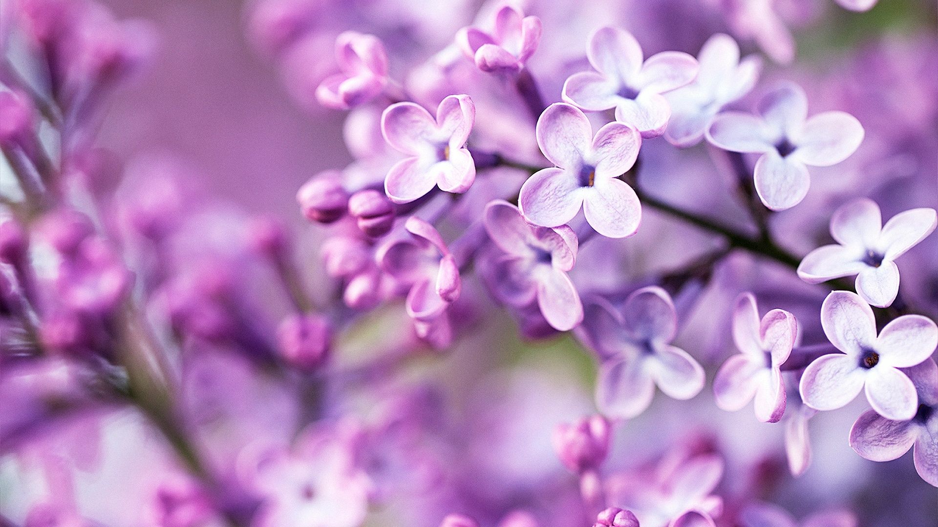 Spring Purple Flowers | High Definition Wallpapers (HD Wallpapers ...
