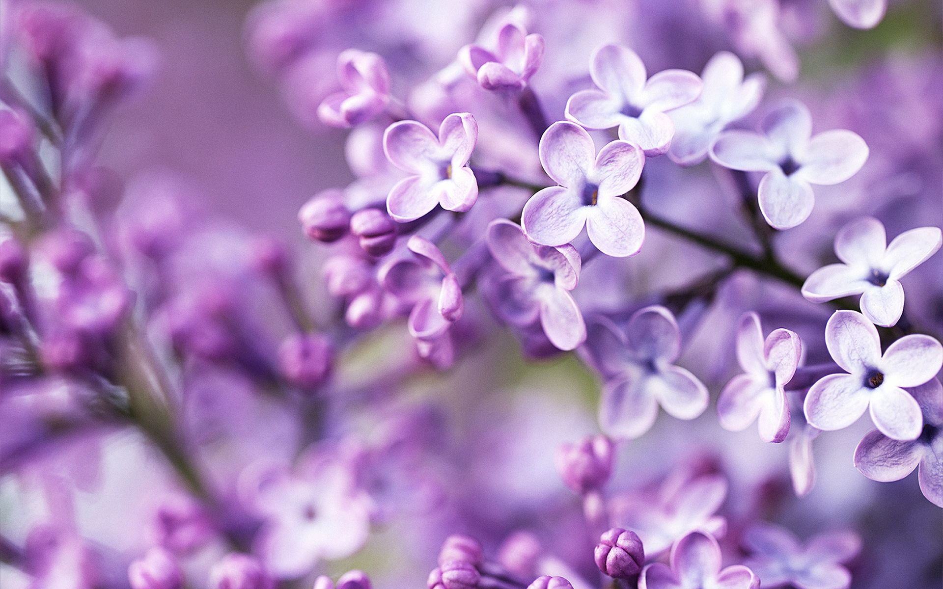 Spring Purple Flowers Wallpapers | Wallpapers HD