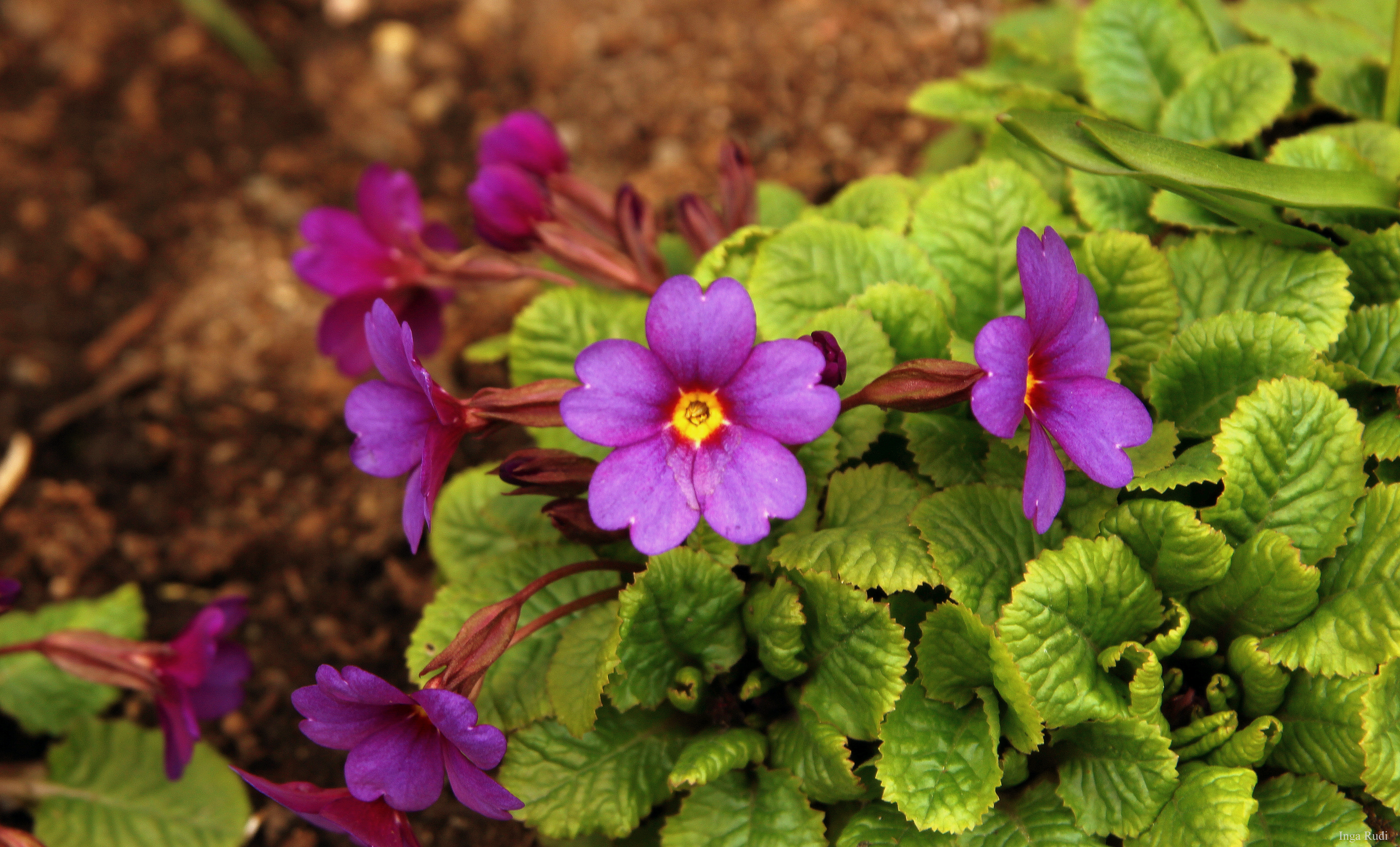 124/366 Purple spring flowers – ingaphotography