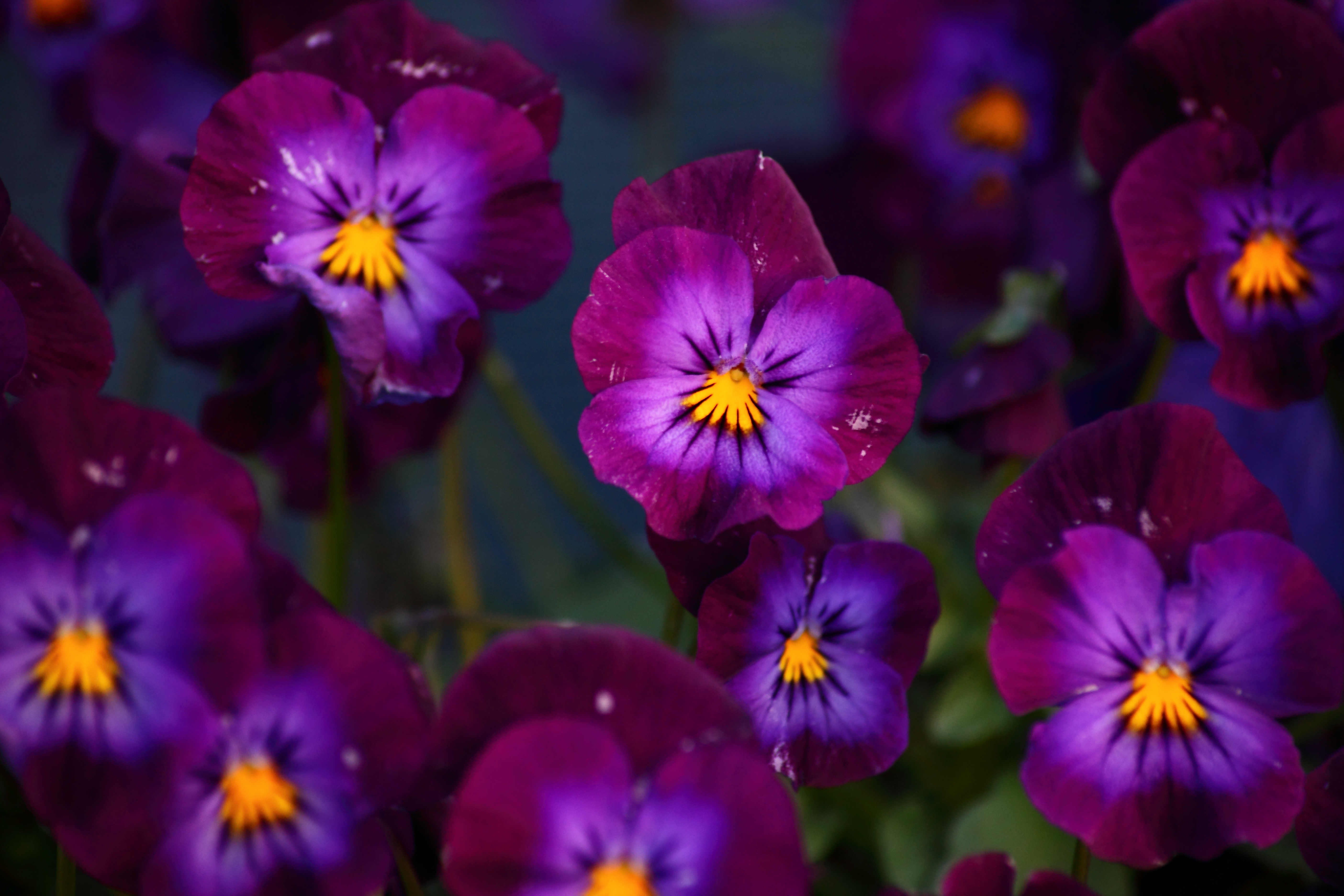 Purple spring flower photo